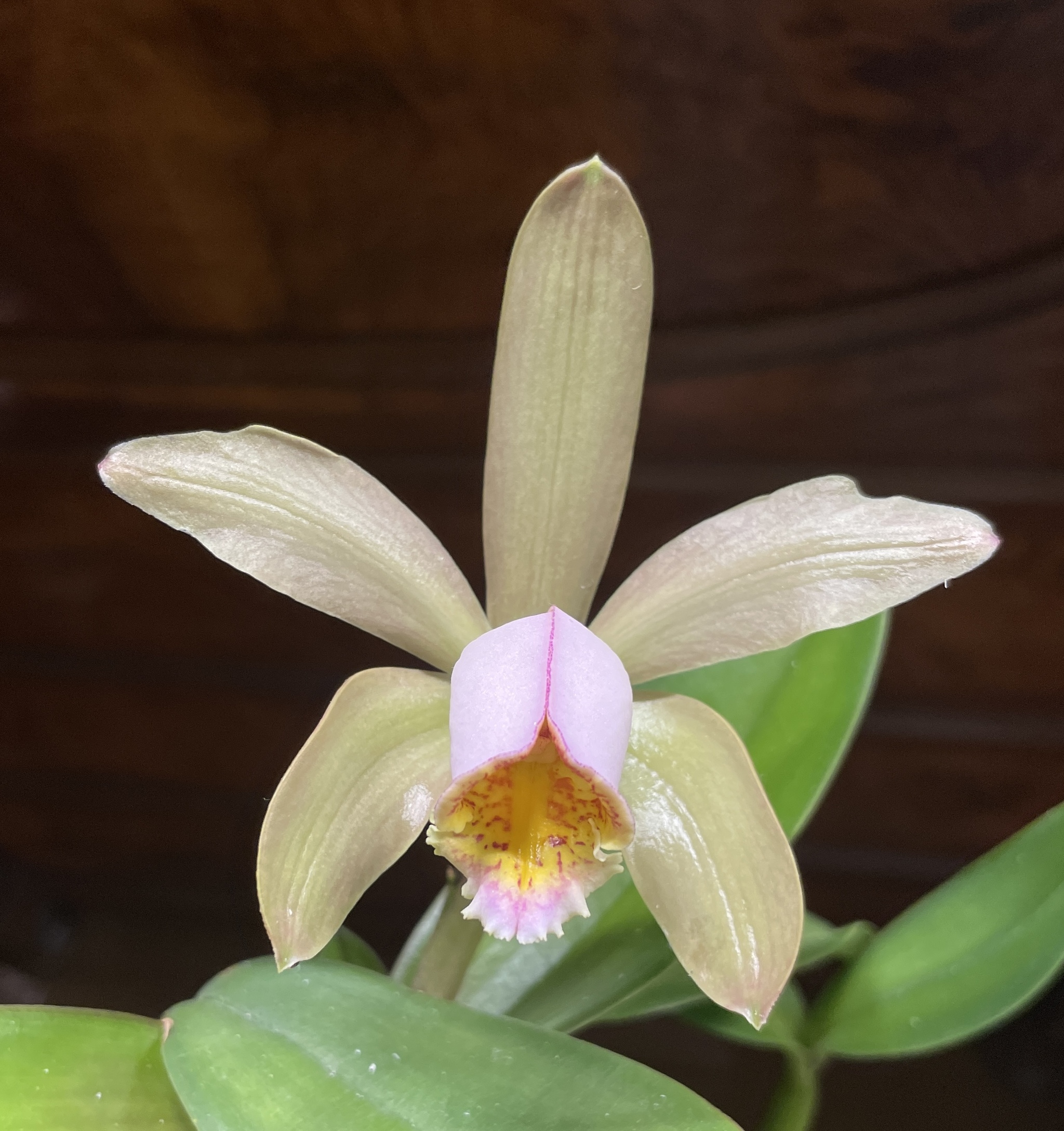June blossoms - Series Photos of my flowering plants, My, The photo, Flowers, Orchids, Bloom, Floriculture, Phalaenopsis, Plants, Houseplants, Longpost