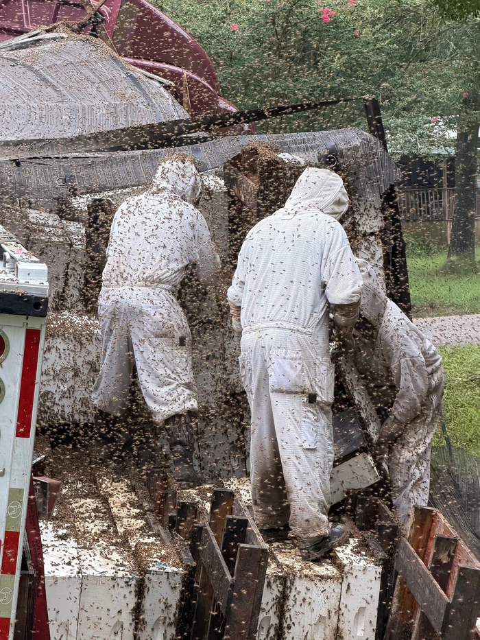 В Техасе из грузовика сбежали два миллиона пчёл