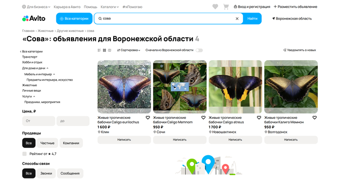4 совы найдено в Воронежской области. Хоть сейчас покупай!