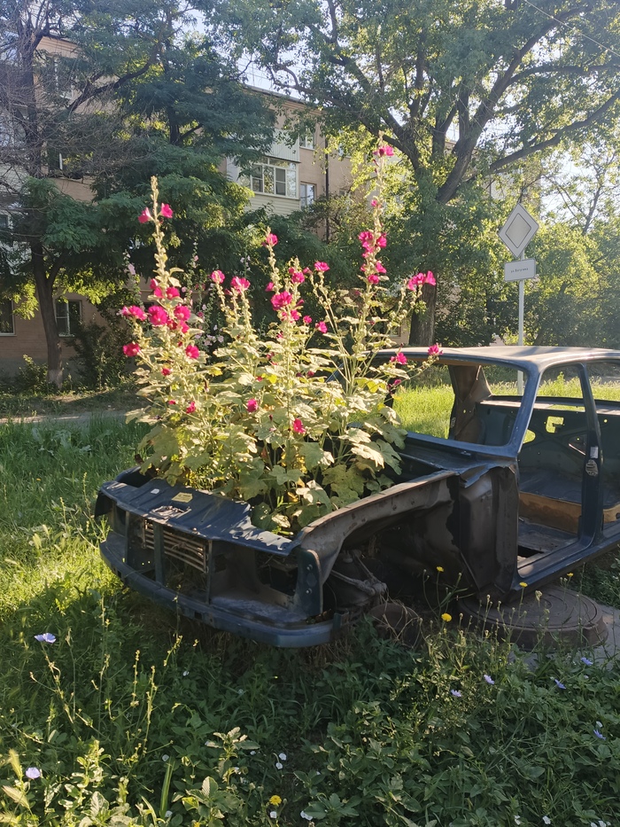 Ответ на пост «Покажите последнюю фотографию, которую вы сделали просто потому что вам было красиво»