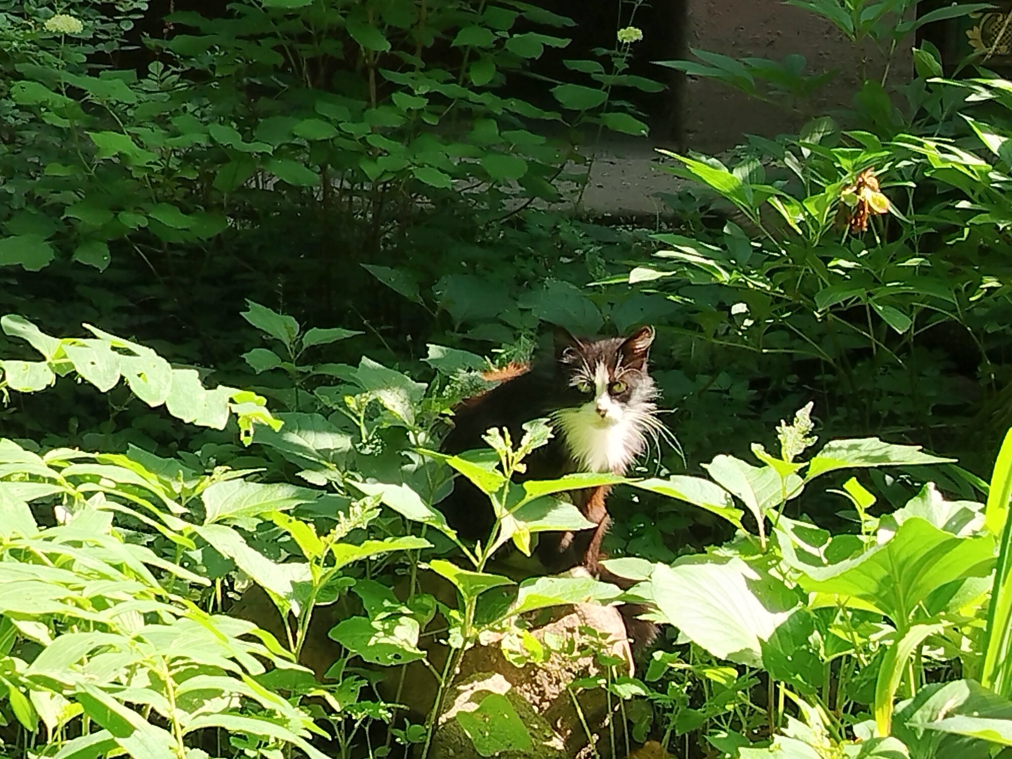 Alisonka in the thicket - Series Leningrad cats, My, cat, Milota, Saint Petersburg, Mobile photography