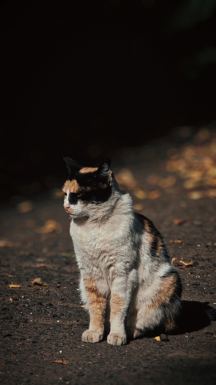 Кошка