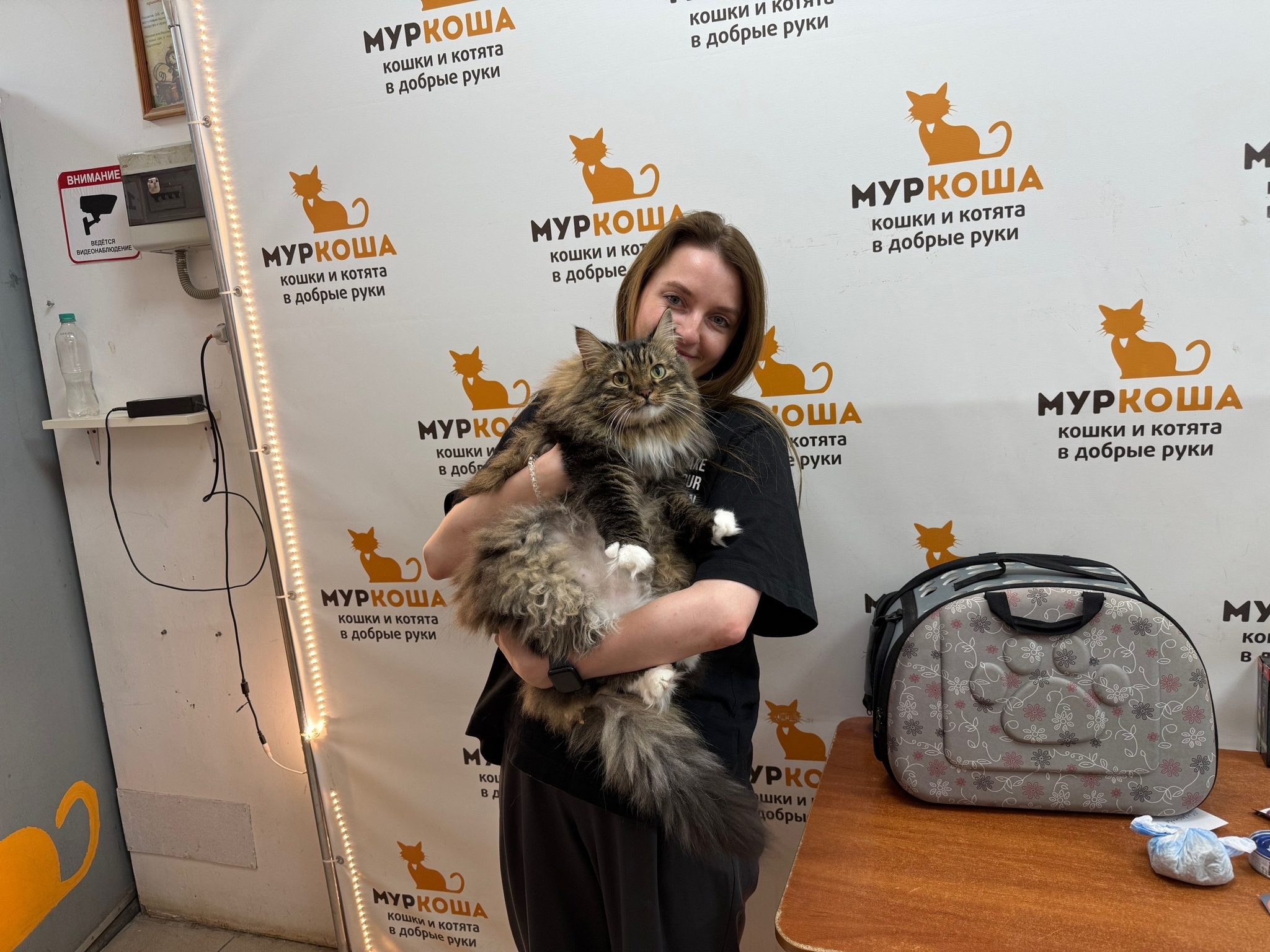 10 kittens have gone home in the last two weeks! - Series Found a home, My, In good hands, Good league, Helping animals, cat, Moscow, Murkosh shelter, Kittens, Paws, Cat lovers, Kindness, Pets, Short videos, Vertical video, Found a home, The photo, Events, Happiness, Miracle, I share my joy, Video, Longpost