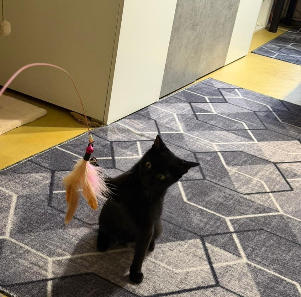 10 kittens have gone home in the last two weeks! - Series Found a home, My, In good hands, Good league, Helping animals, cat, Moscow, Murkosh shelter, Kittens, Paws, Cat lovers, Kindness, Pets, Short videos, Vertical video, Found a home, The photo, Events, Happiness, Miracle, I share my joy, Video, Longpost