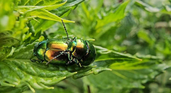 �������� ������ ������ (Chrysolina herbacea), ����� ��� ���� � ���� �����. 