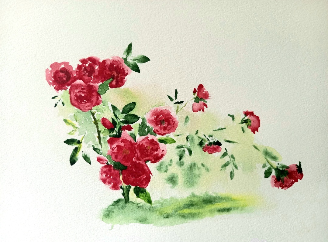 Scarlet splashes. My watercolor sketch. - My, Watercolor, the Rose, Life stories, Creation, Painting, Drawing, Strength of mind, Overcoming, Self-taught artist, Flowers, Garden, Gardening, Painting