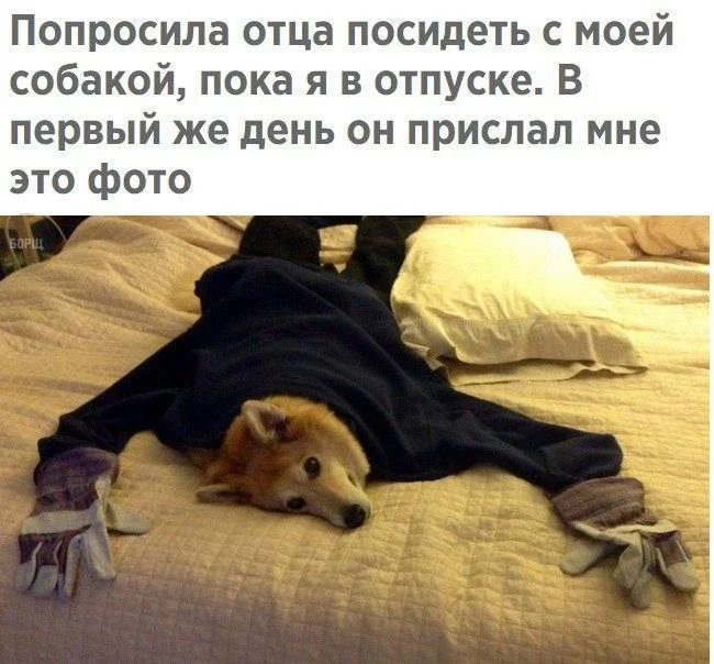 Memes July 12, 2026 A.D. - Picture with text, Memes, Images, Humor, Strange humor, Longpost, A selection, Video