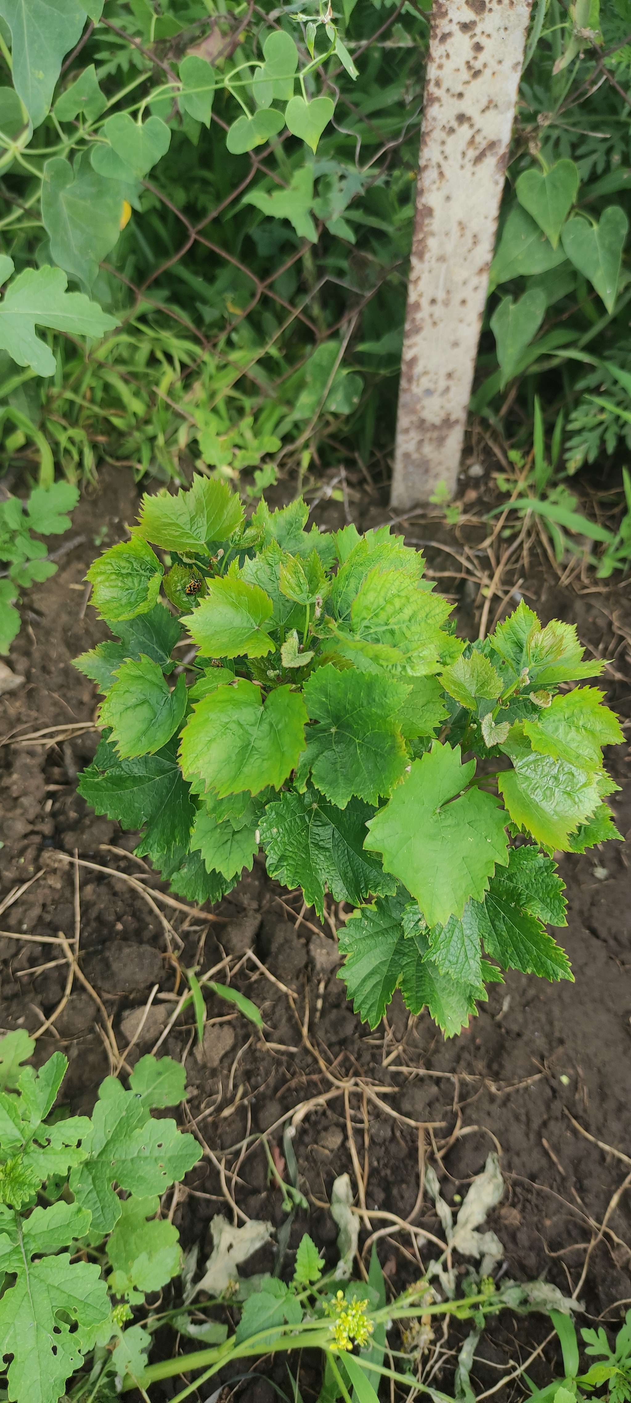 Planted some grapes - My, Vineyard, Grape, Gardener, Gardening, Plants, Garden, Personal experience, Saplings, Minerals, Fertilizers, Longpost