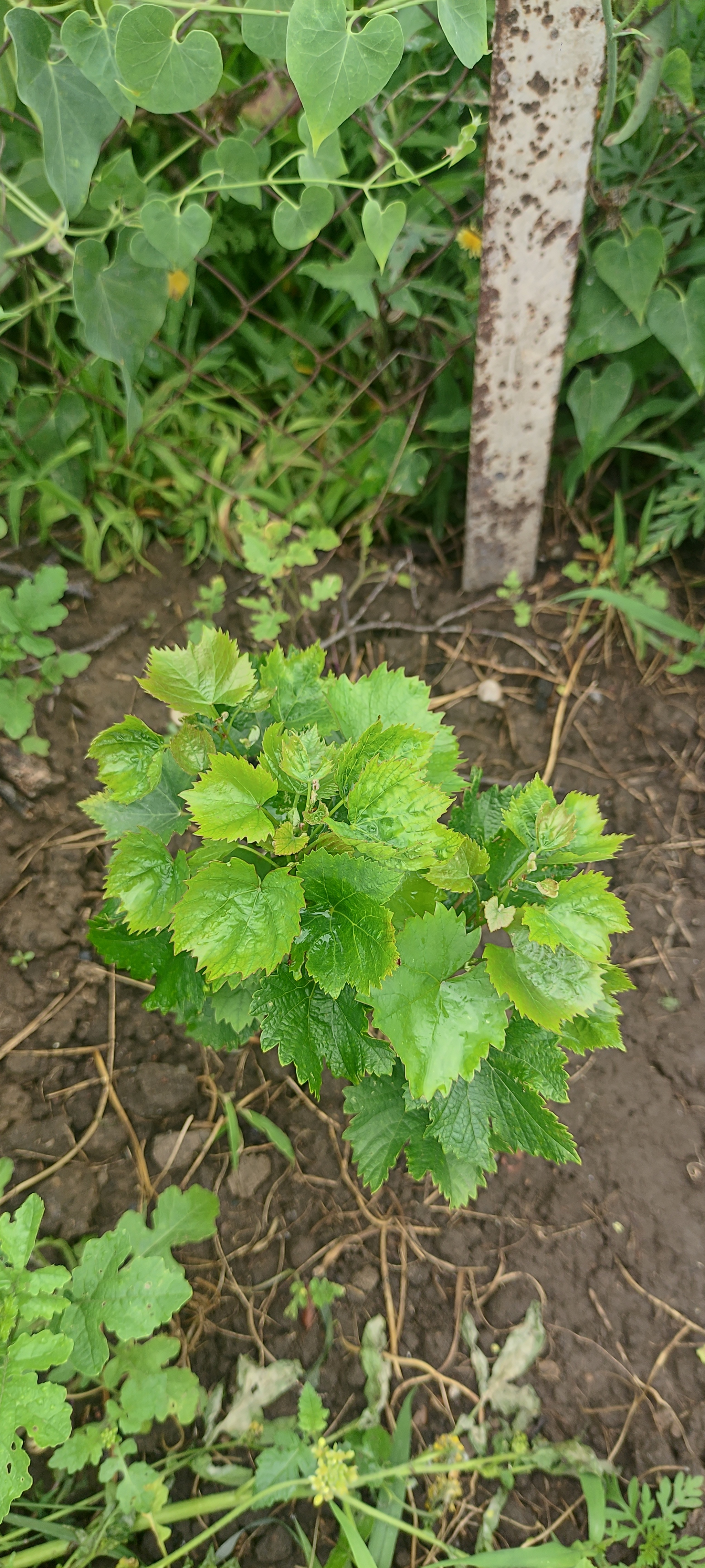 Planted some grapes - My, Vineyard, Grape, Gardener, Gardening, Plants, Garden, Personal experience, Saplings, Minerals, Fertilizers, Longpost