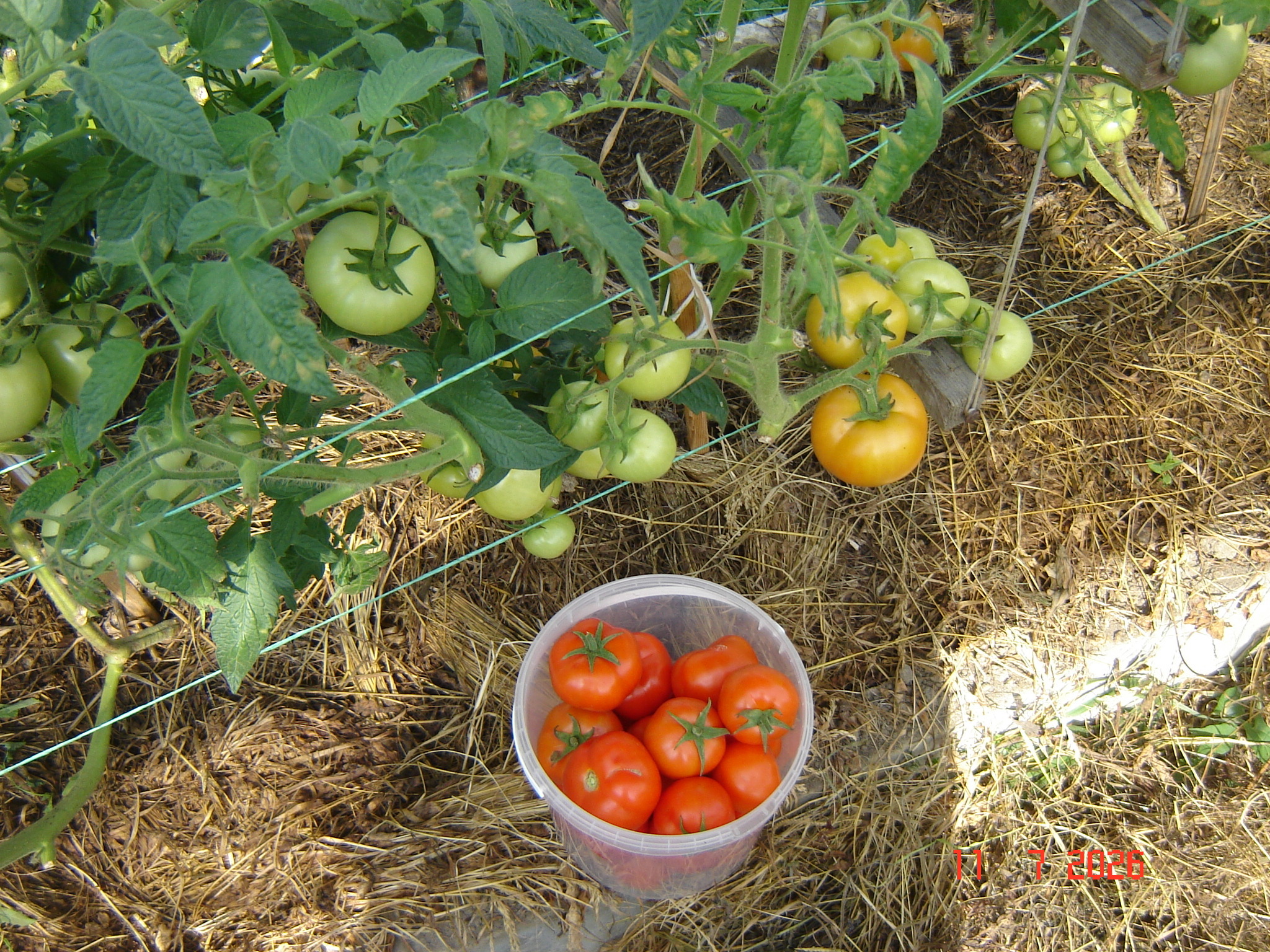 The first tomatoes of July - My, Краснодарский Край, Growing, Tomatoes, Longpost