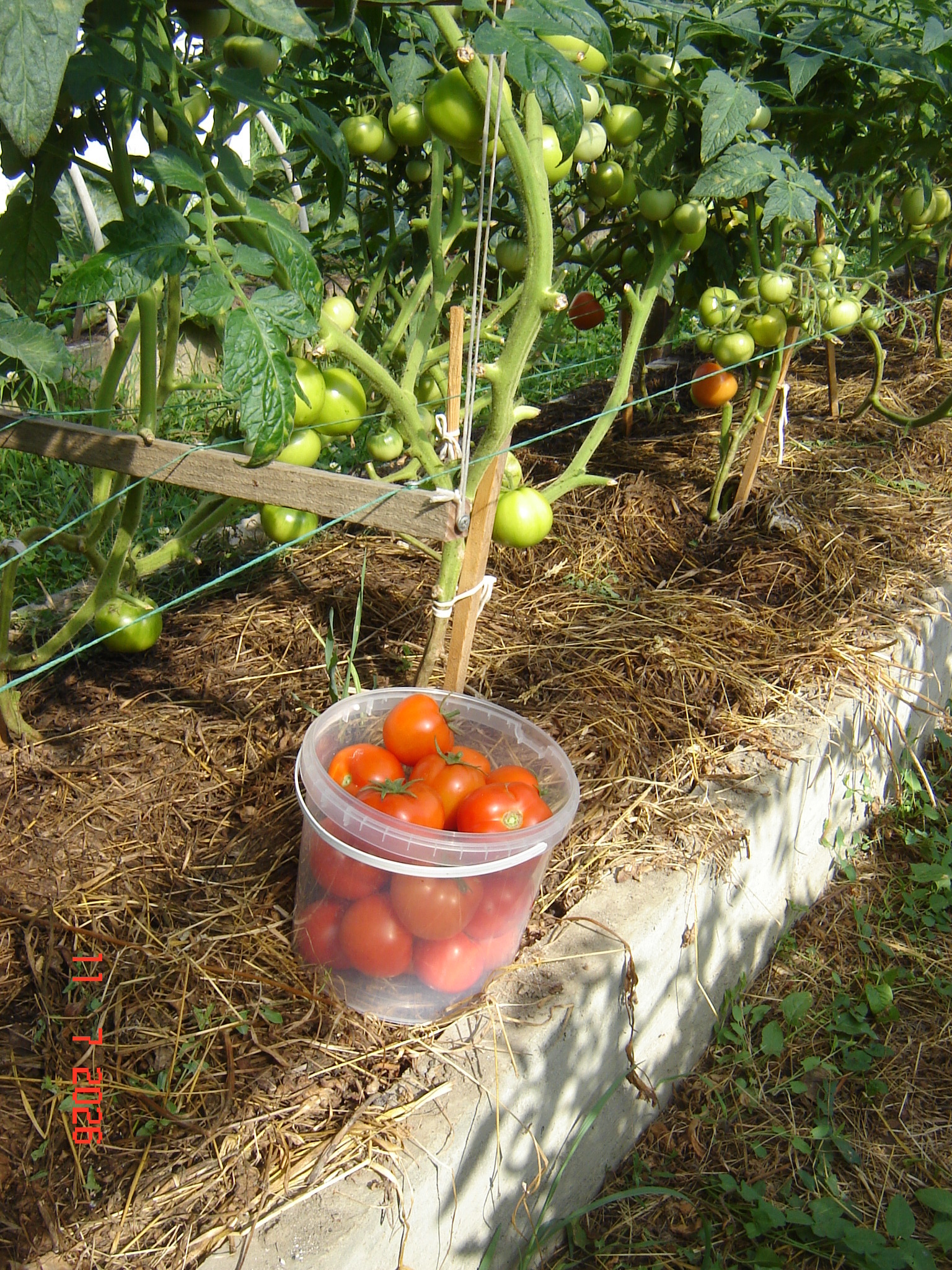 The first tomatoes of July - My, Краснодарский Край, Growing, Tomatoes, Longpost