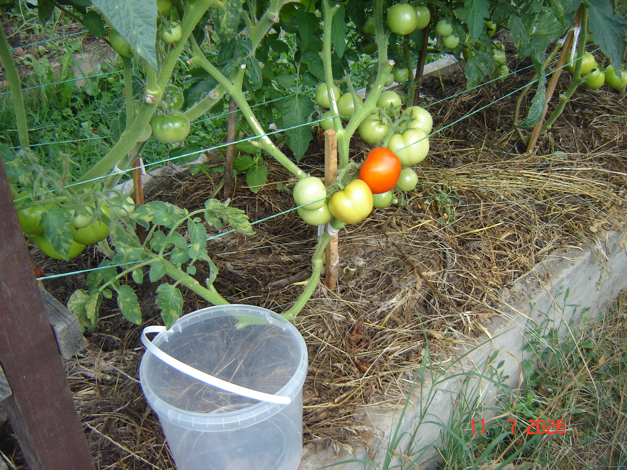 The first tomatoes of July - My, Краснодарский Край, Growing, Tomatoes, Longpost