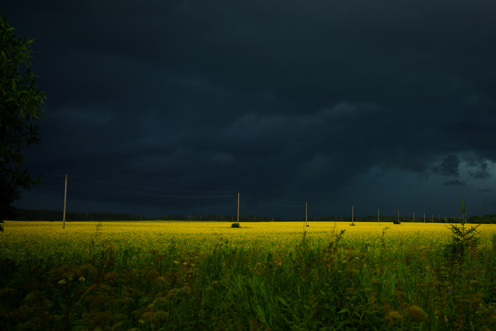 Ленинградская область, Куйдузи, 11.06.2026. Sony A7C II, Tamron 28-70 2.8