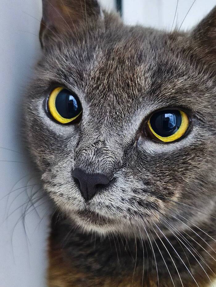 Кошечка Грейс ищет дом!