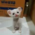 NiceFunnyCat