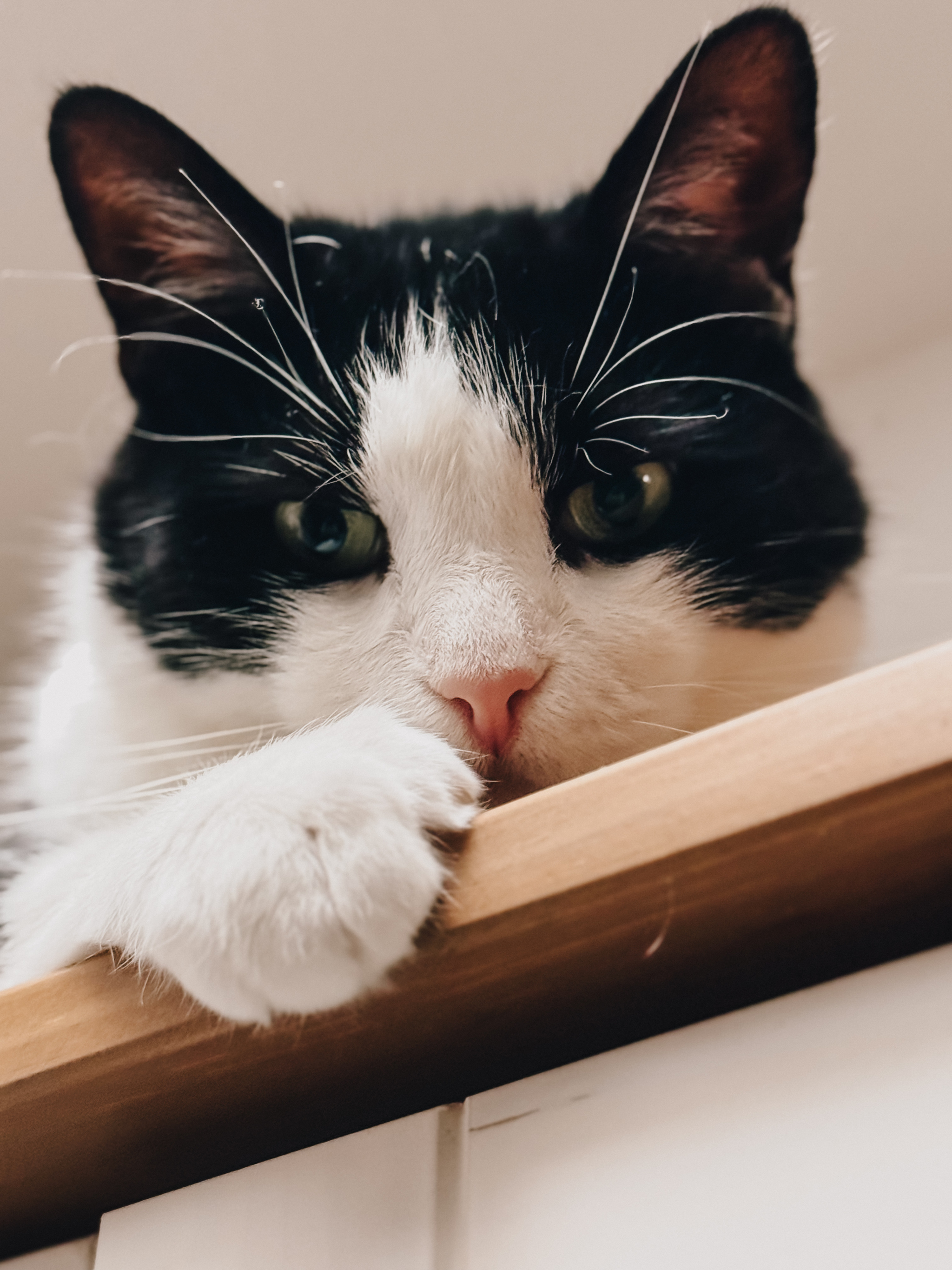 LLC Green-eyed cat - My, cat, Marquis, Milota, Pets