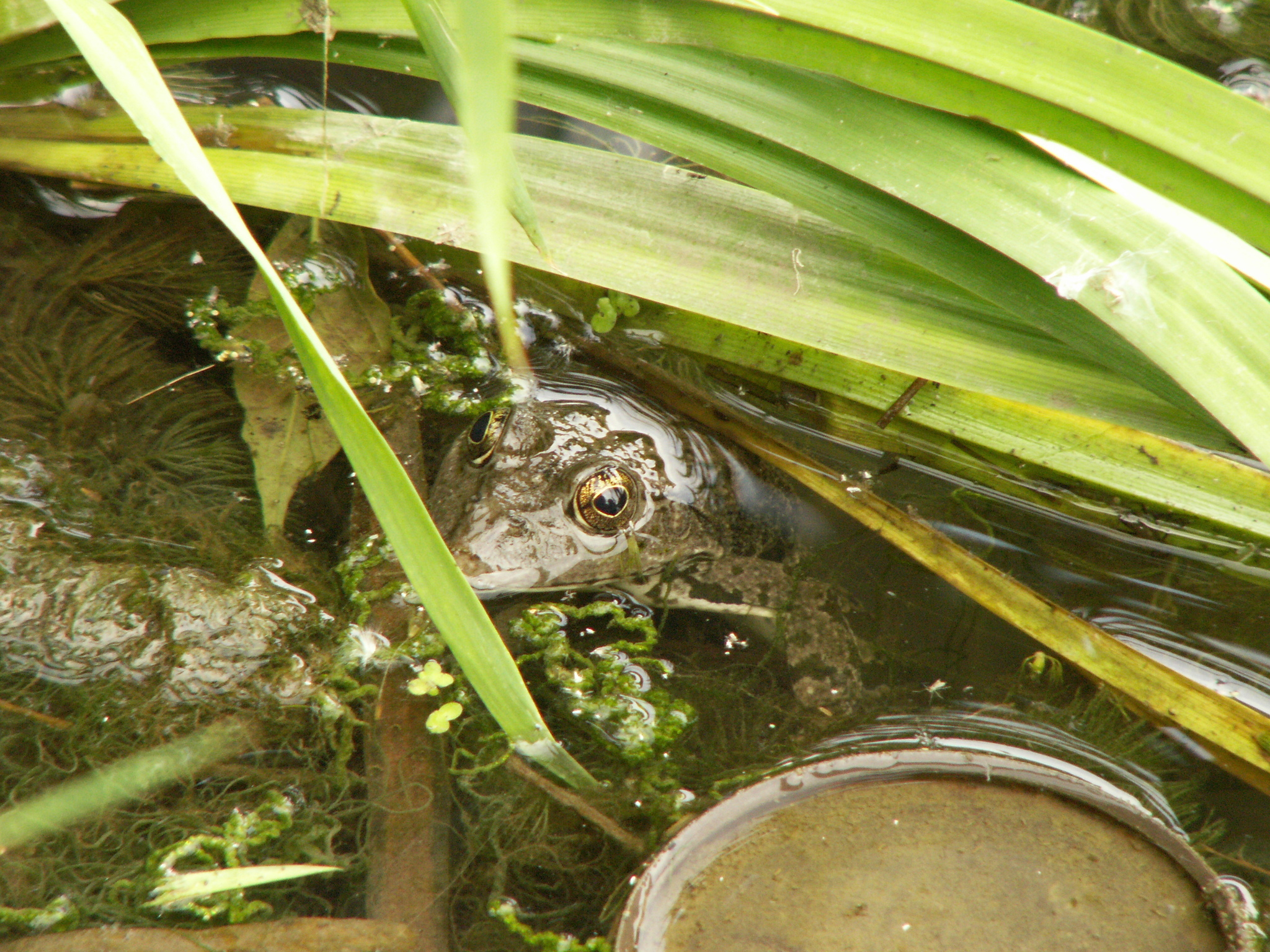 Frog - My, The photo, Hardened