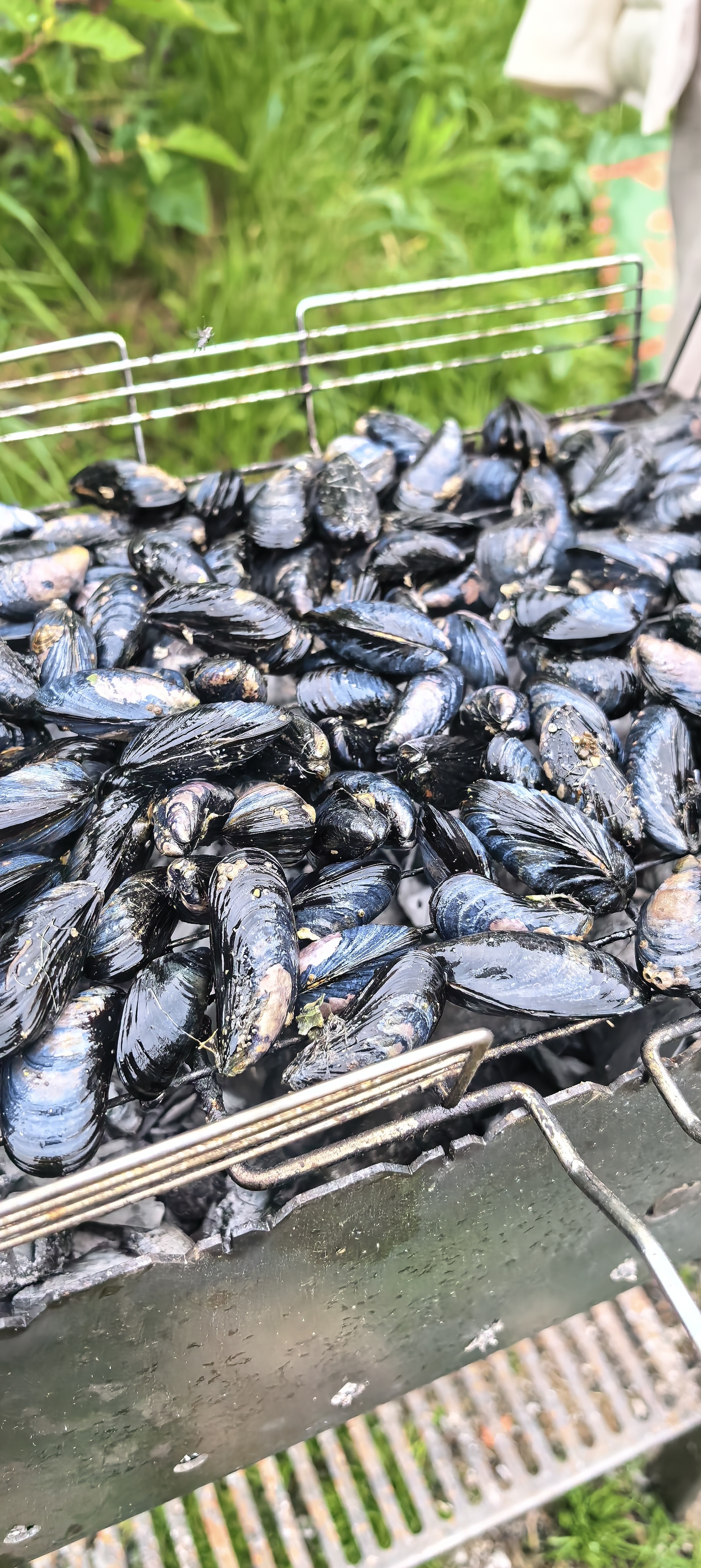 Mussels - My, Sea, Pearl, Nature, The nature of Russia, Longpost