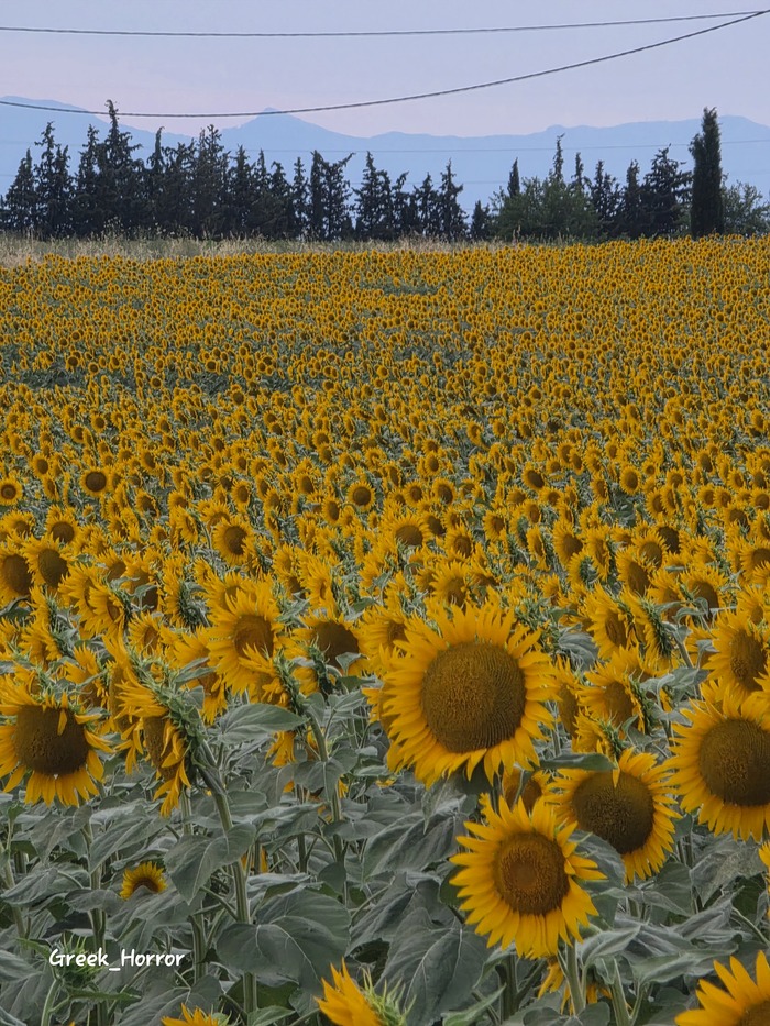 Ответ на пост «Покажите последнюю фотографию, которую вы сделали просто потому что вам было красиво»