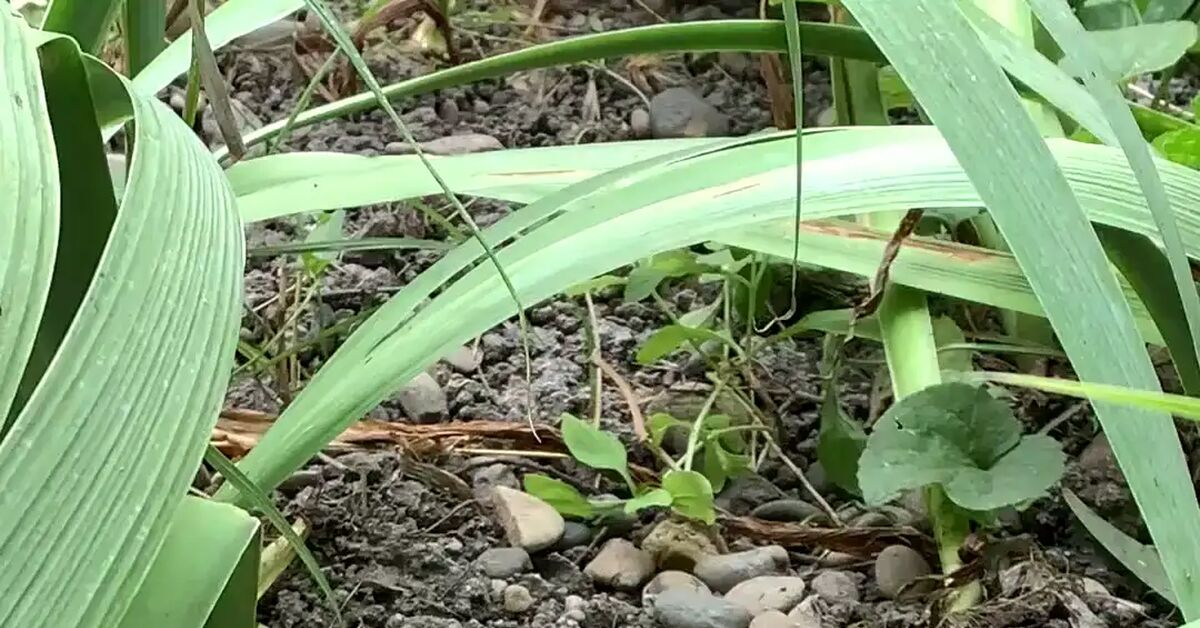 Cat food has been seized - My, Hedgehog, Summer, Nature, Video, Vertical video, Short videos