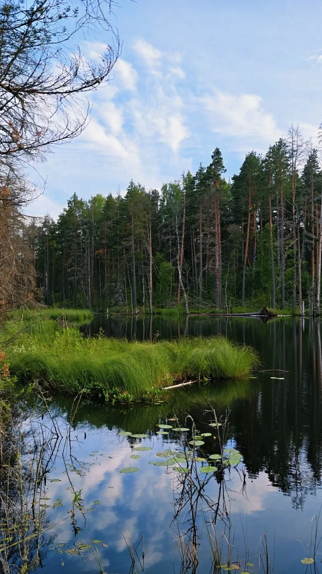 Journey through Karelia. Chapter 1: Ladoga Skerries. Part 4 - My, Skerries, Карелия, Ladoga, Lake, Alloy, Australian shepherd, Kayak, Rain, Beach, The rocks, Hike, Weather, Longpost