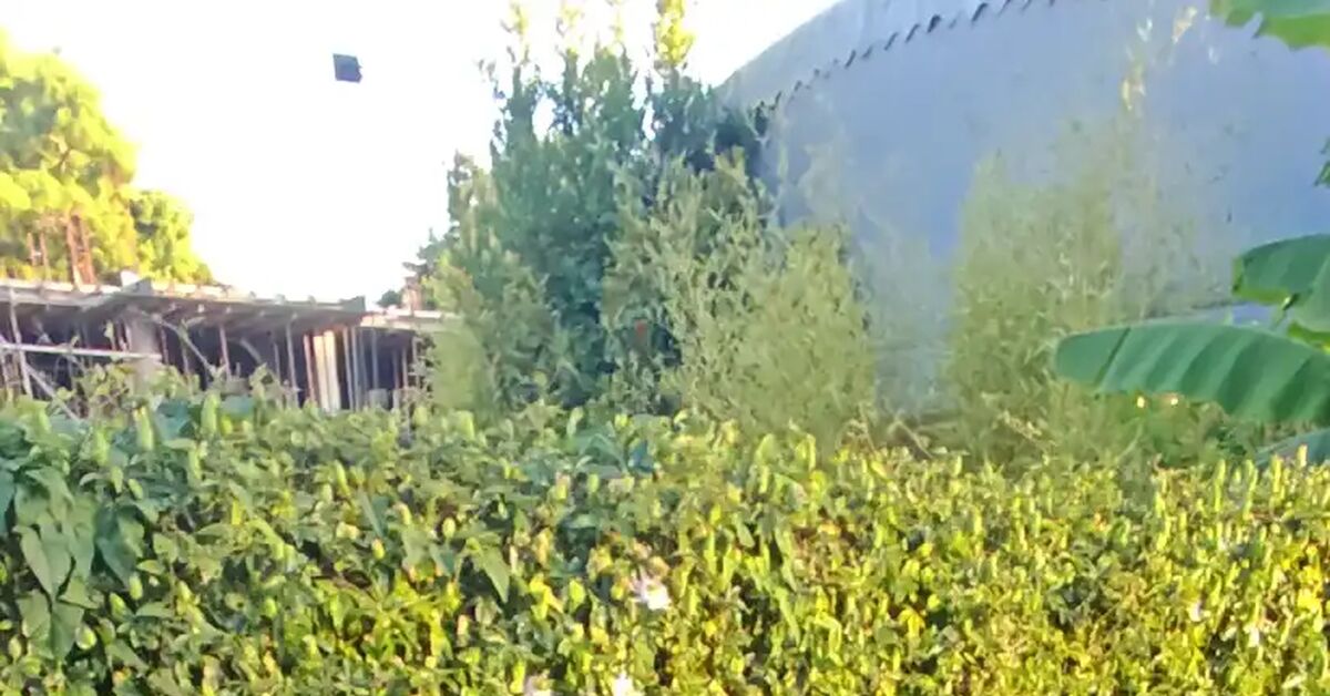 When you're not married yet and your head is in the right place - My, Mantis, wildlife, Sochi, Black humor, Video, Vertical video, Short videos