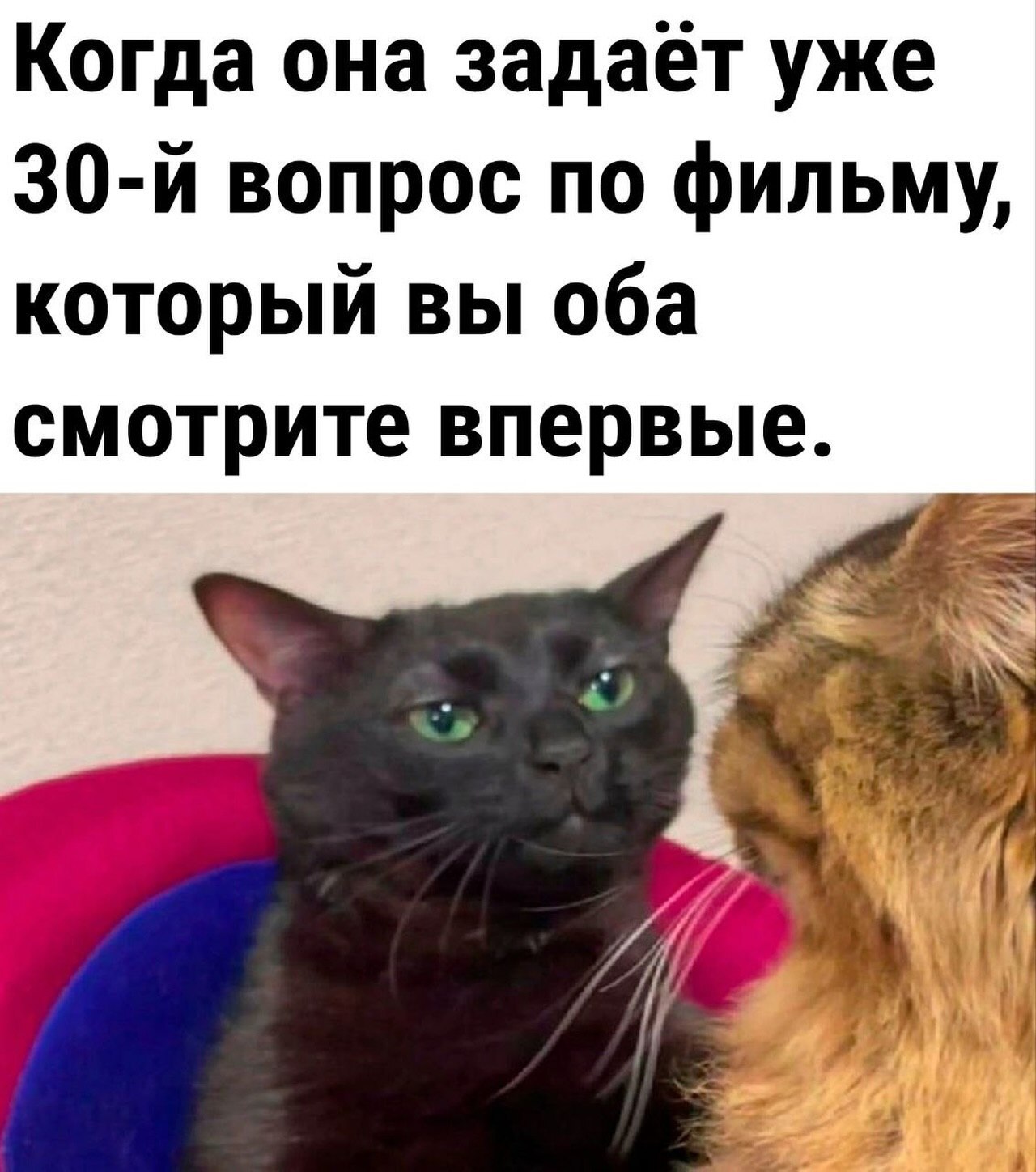 Yeah, I don't know either! - Humor, Movies, Question, Telegram (link), MAX messenger (link)