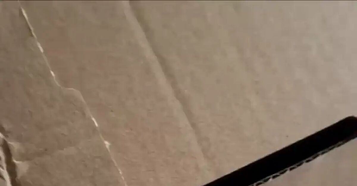 The hole puncher is under arrest - Short videos, Vertical video, cat, Fluffy, Funny animals, Telegram (link), Video, Soundless