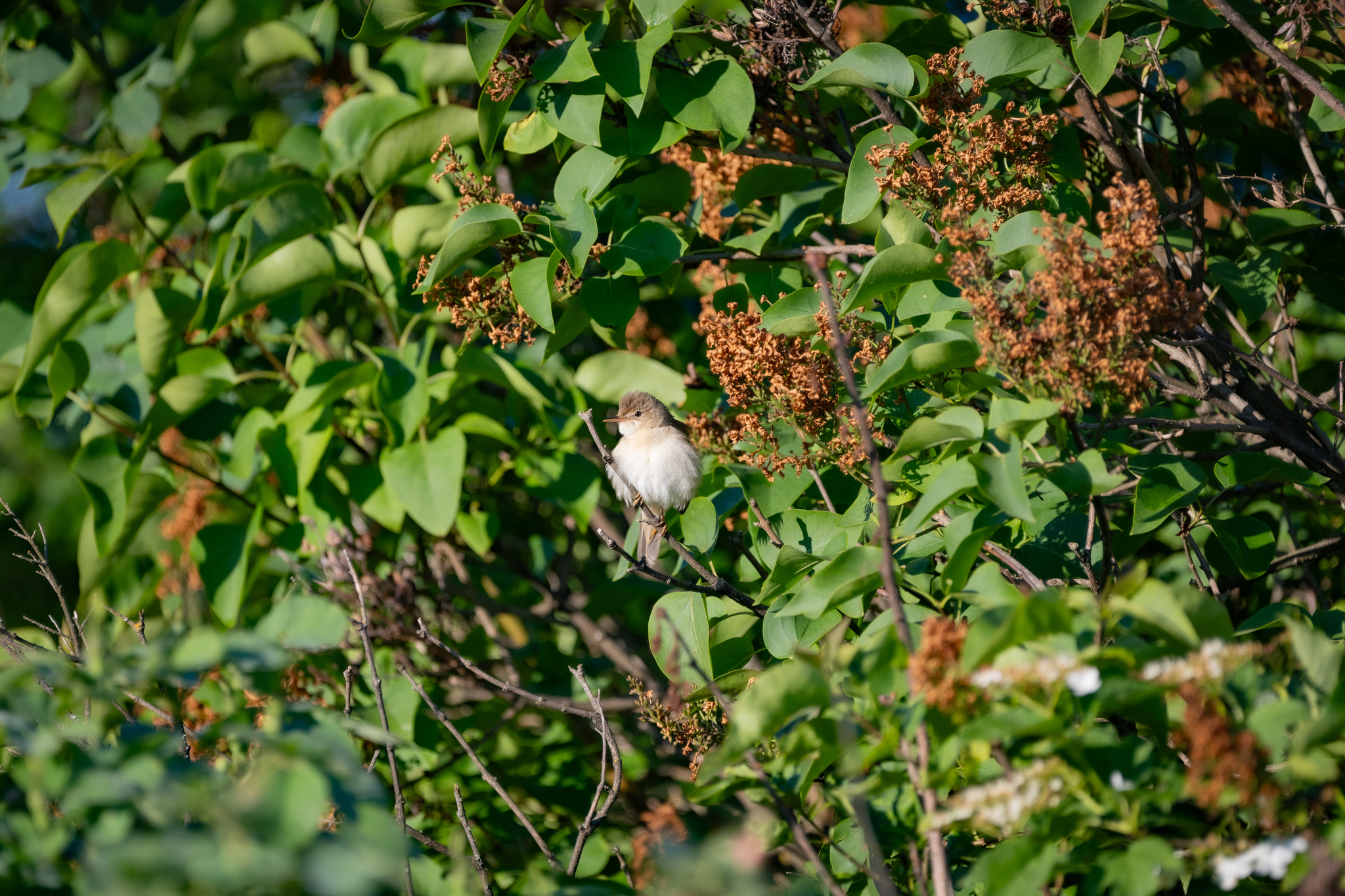 Common whitethroat. Screaming. - Series Photo hunting, My, The nature of Russia, Photo hunting, Nikon, The photo, gray warbler, Bird watching, Ornithology, Ornithology League, Hobby