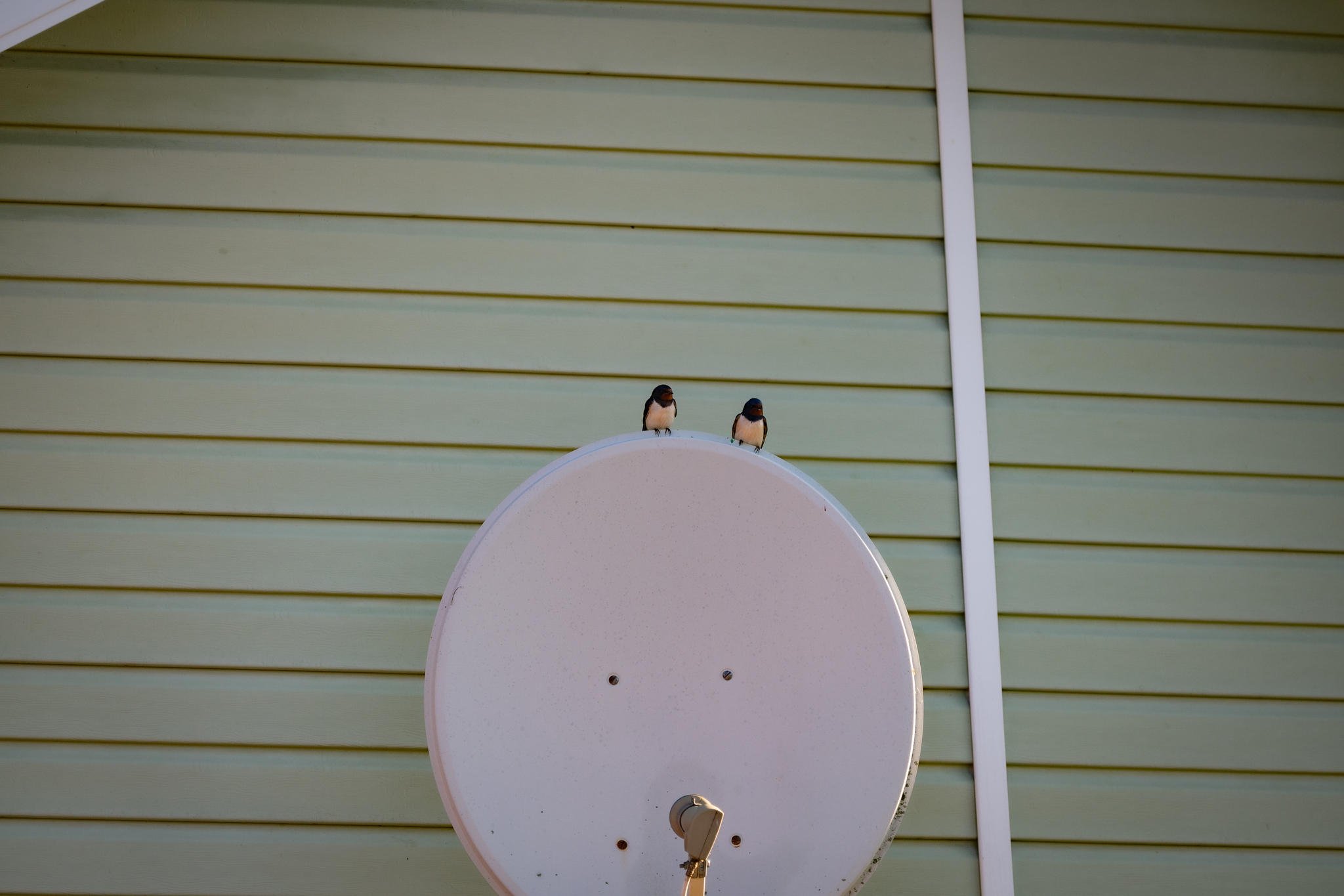 Antenna repair technicians - Series Photo hunting, My, Nikon, The photo, Vladimir region, The nature of Russia, Photo hunting, Martin, Bird watching, Ornithology, Ornithology League, Hobby