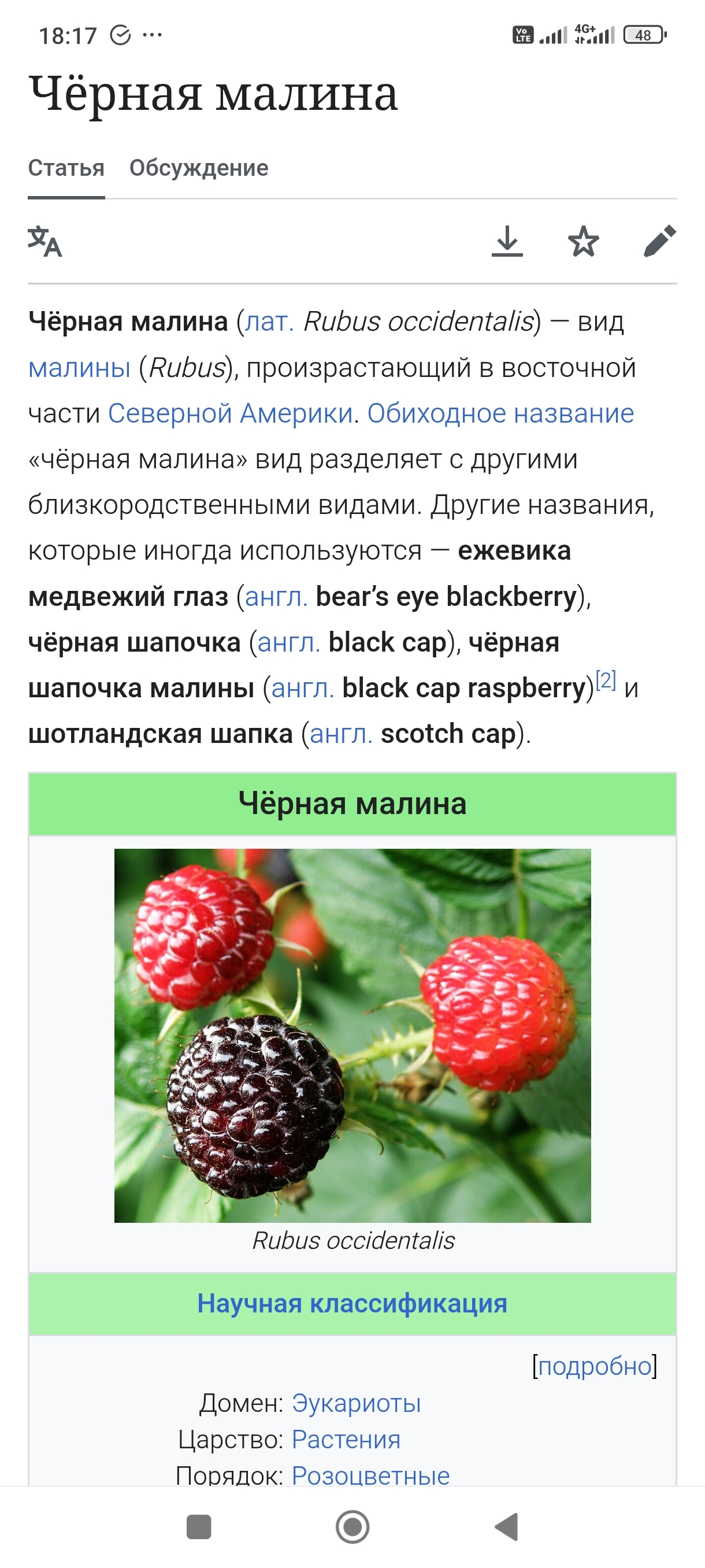 Black raspberry - My, Дальний Восток, Primorsky Krai, Forest, Vladivostok, Raspberries, Raspberry jam, Longpost