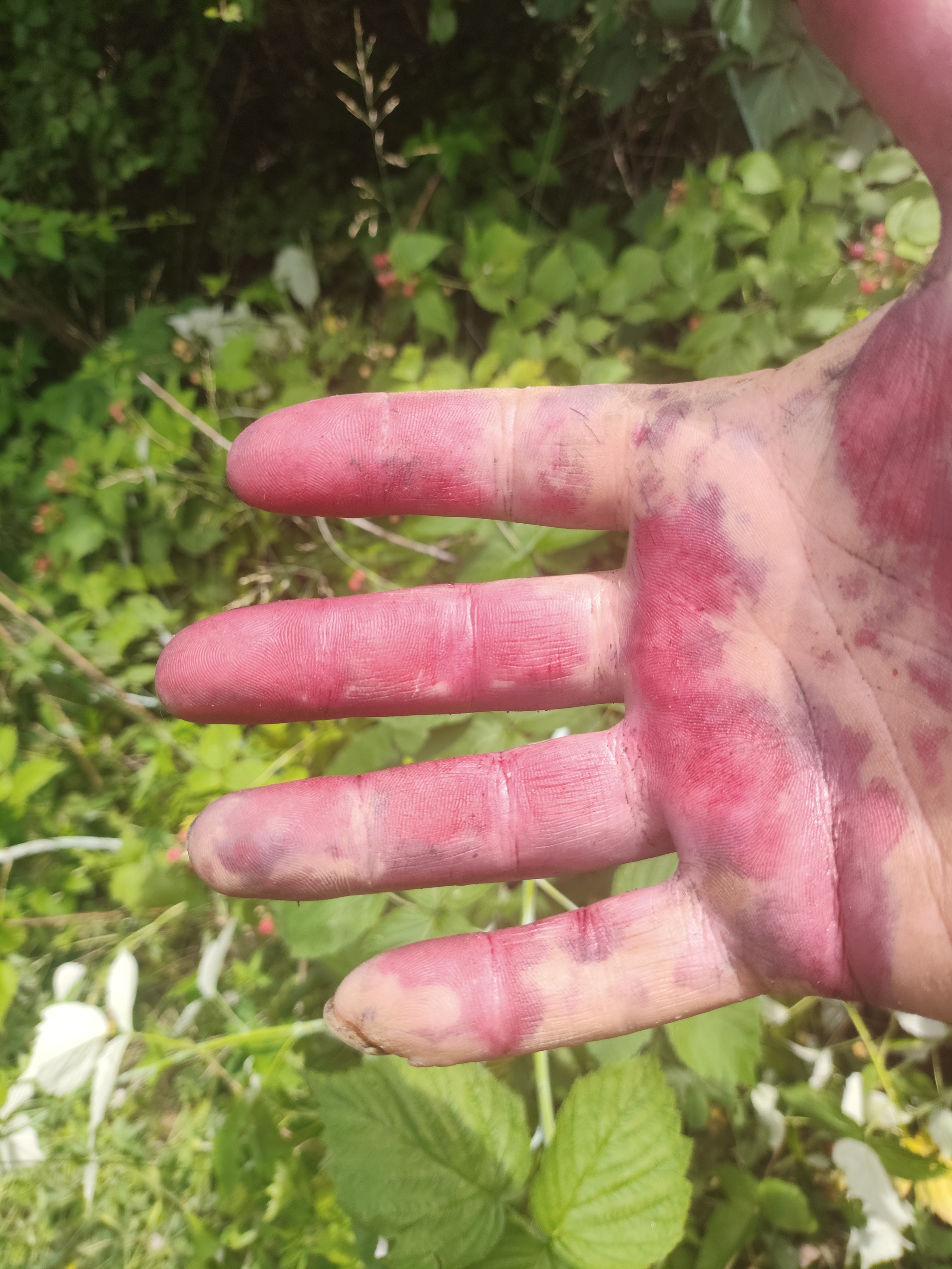 Black raspberry - My, Дальний Восток, Primorsky Krai, Forest, Vladivostok, Raspberries, Raspberry jam, Longpost