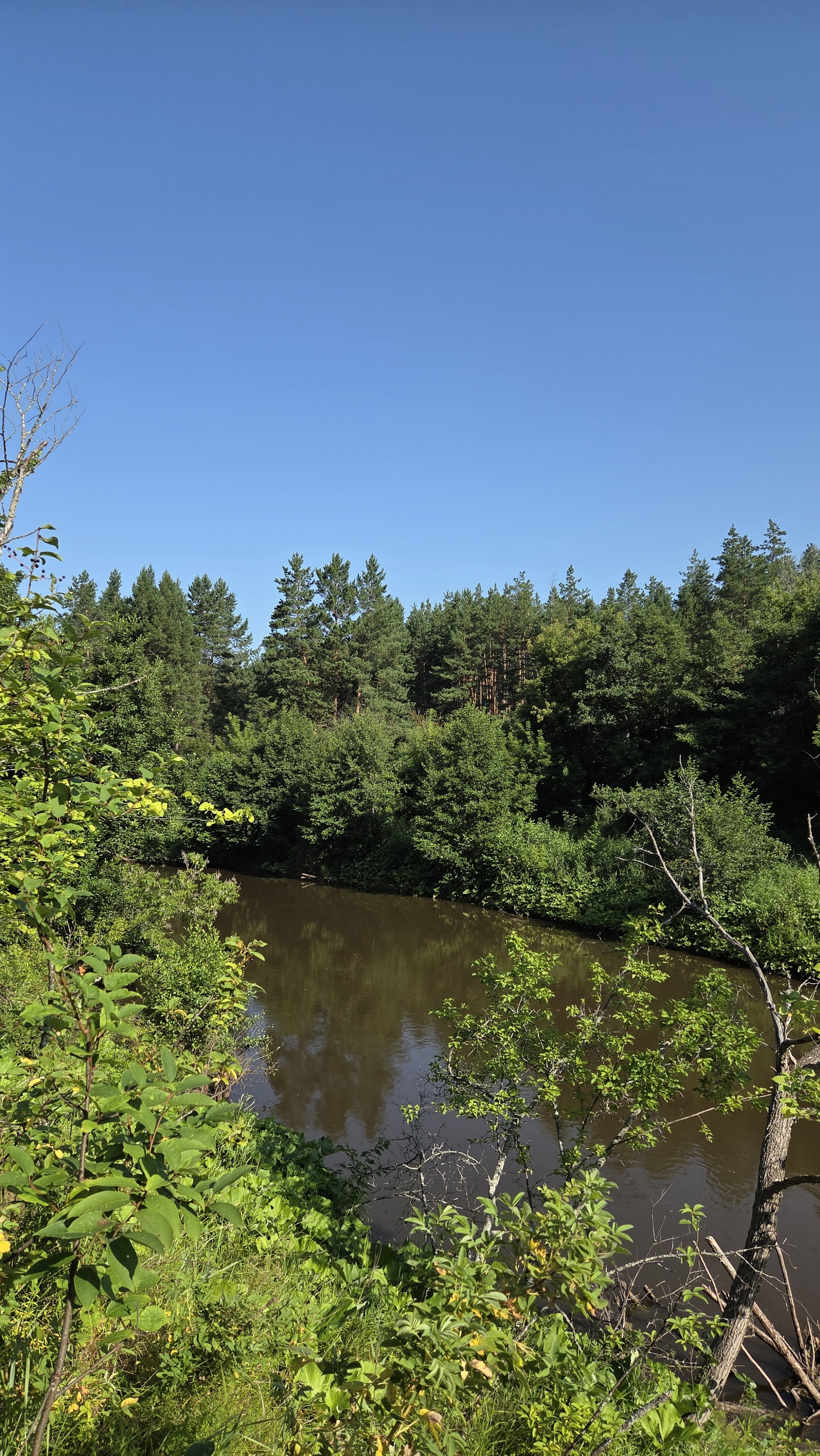 In the forest - My, Mobile photography, Nature, Beautiful view, Forest, River