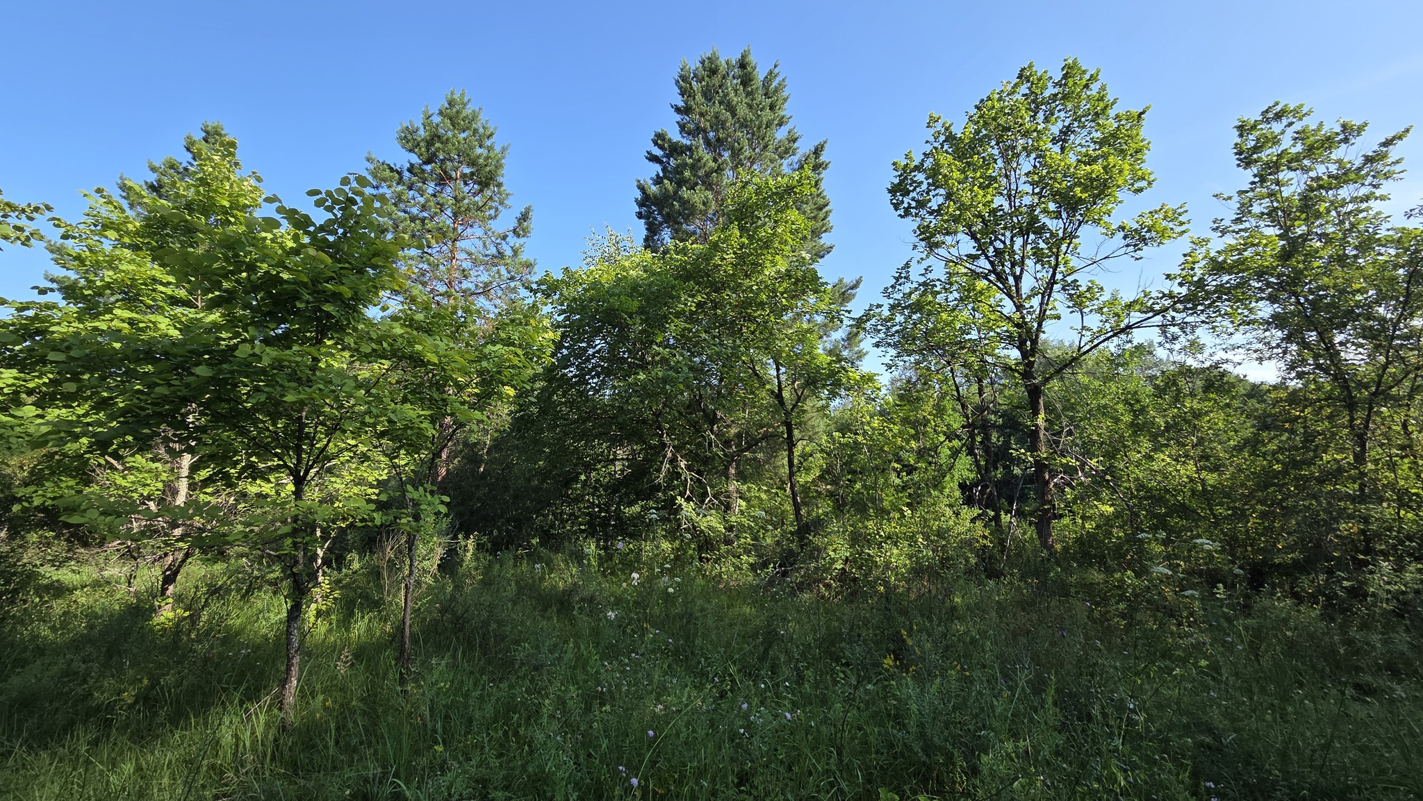 In the woods - My, Mobile photography, Nature, Forest, Summer