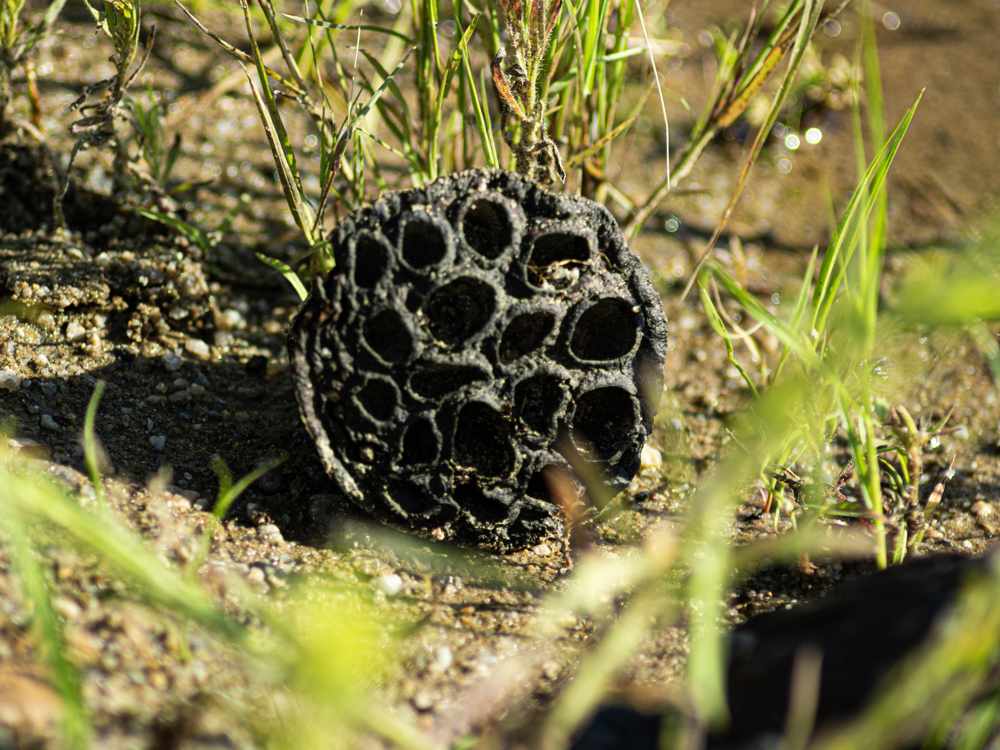 I visited Komarov's Lotus for you - Series Visited for you, My, Дальний Восток, Nature, Russia, The photo, Blagoveshchensk, Nikon, Vertical video, Plants, Lotus, Amur region, Biology, Video, Short videos