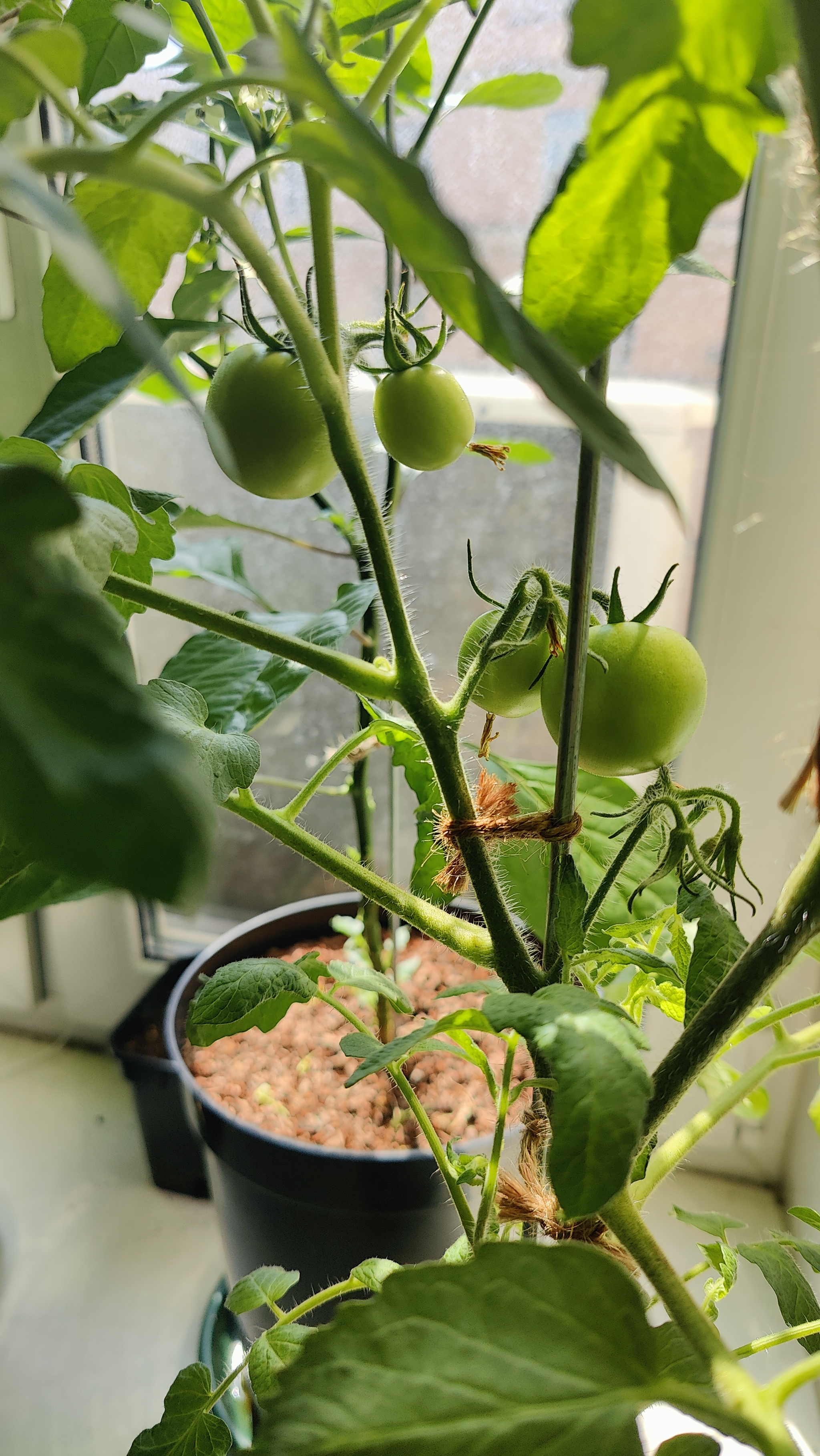 A Window Garden. Part 4: Interim Results - My, Hot peppers, Houseplants, Growing, Plant growing, Longpost, Series Vegetable garden on the windowsill