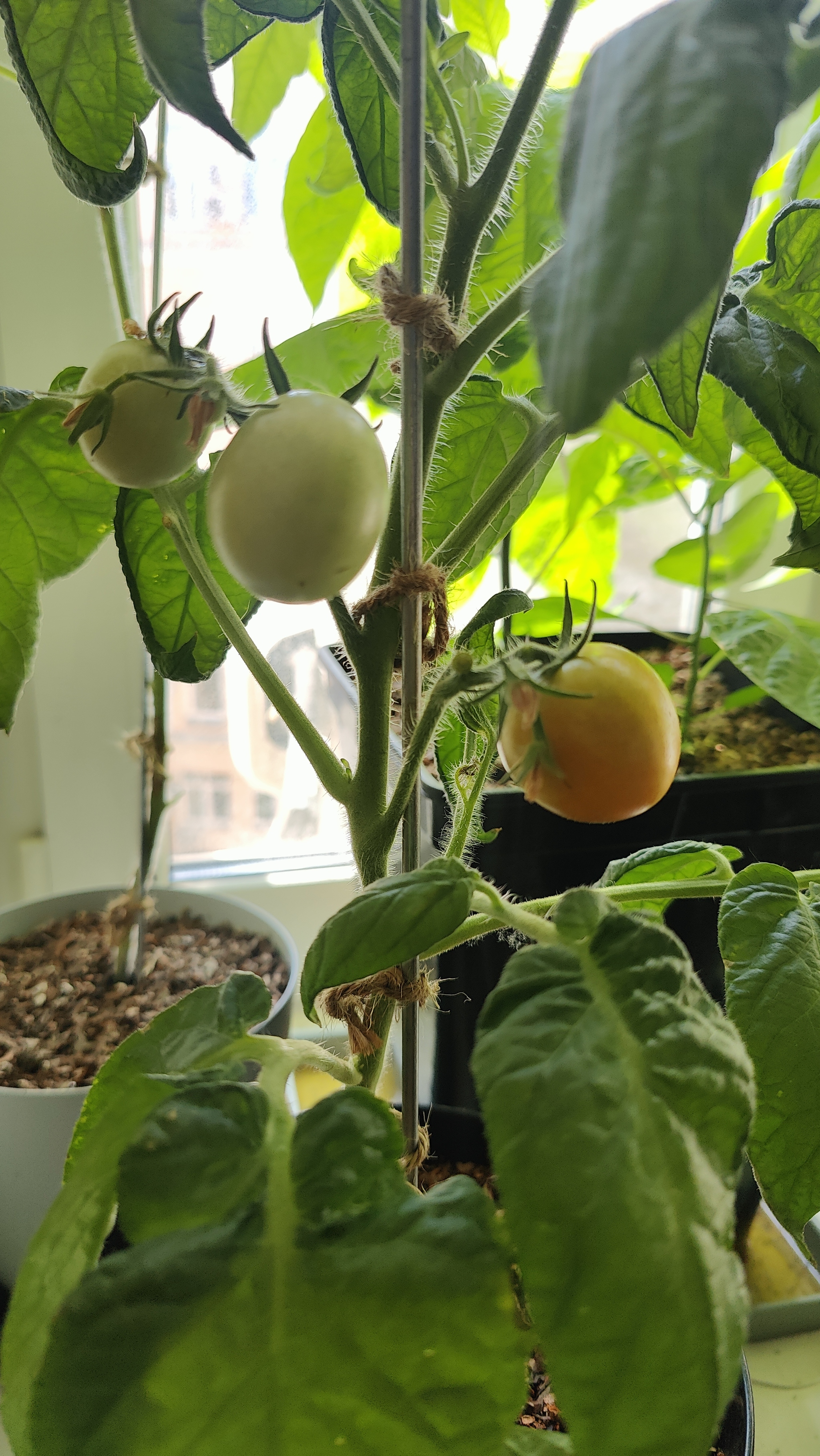 A Window Garden. Part 4: Interim Results - My, Hot peppers, Houseplants, Growing, Plant growing, Longpost, Series Vegetable garden on the windowsill