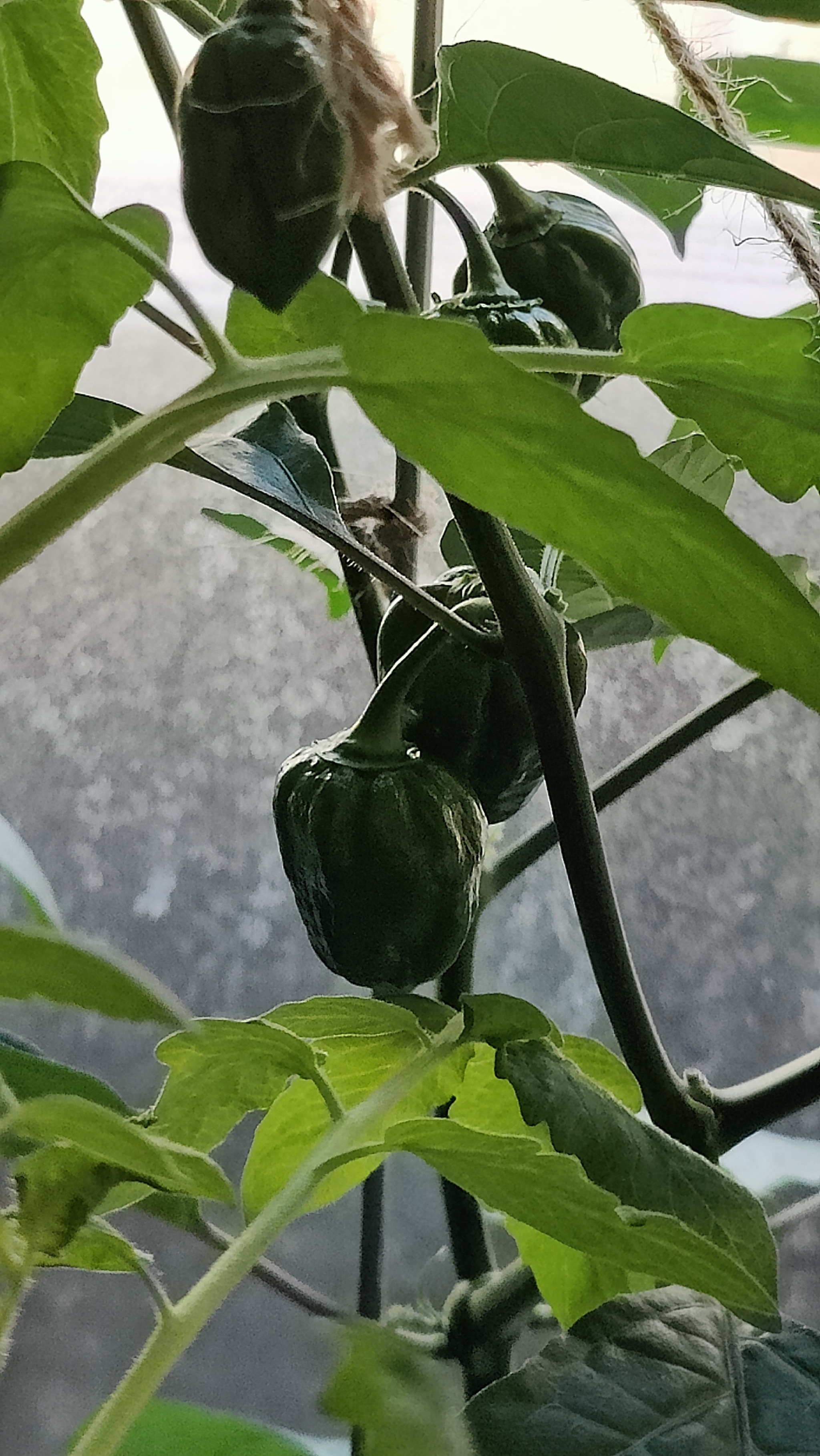 A Window Garden. Part 4: Interim Results - My, Hot peppers, Houseplants, Growing, Plant growing, Longpost, Series Vegetable garden on the windowsill