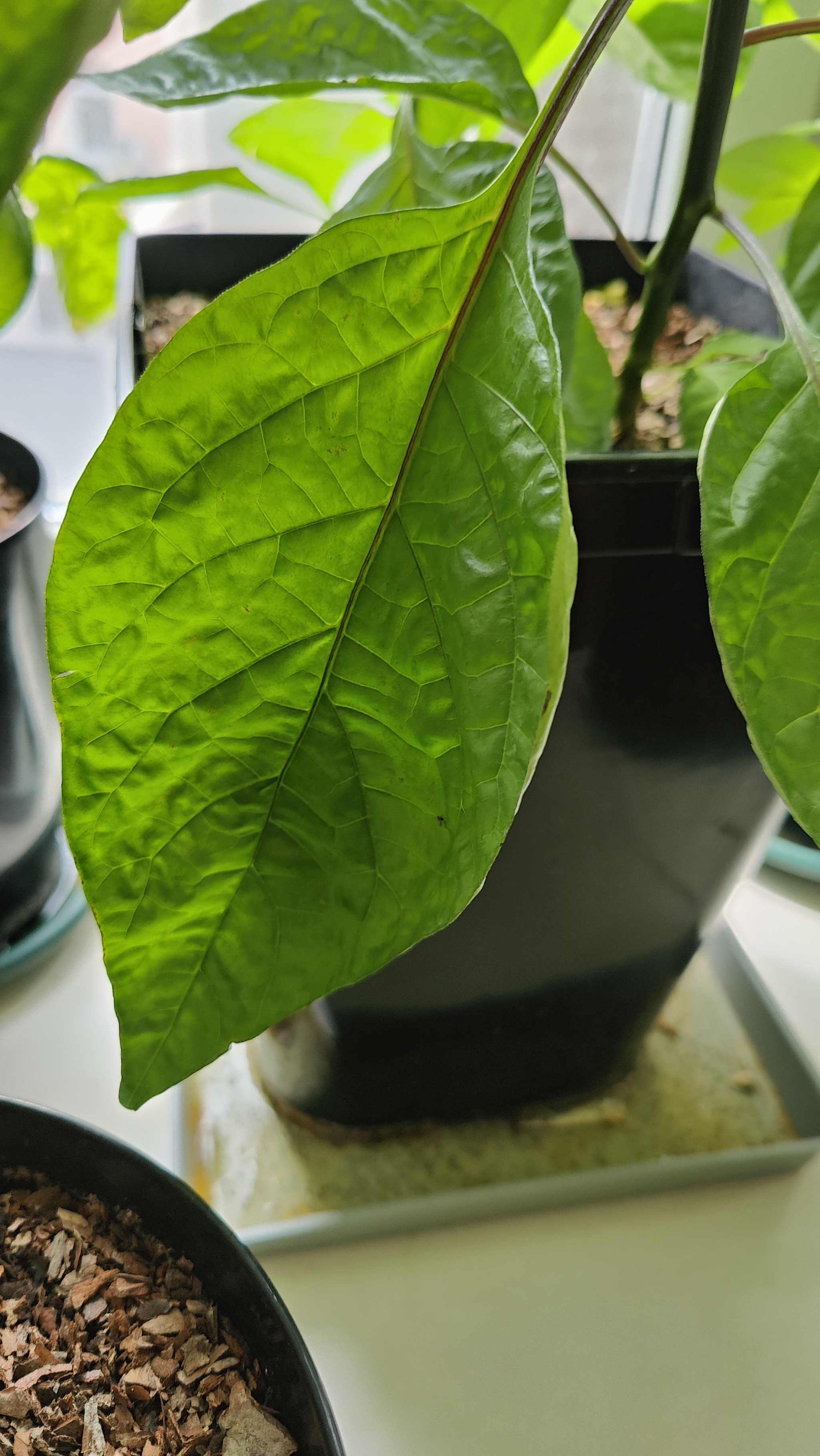 A Window Garden. Part 4: Interim Results - My, Hot peppers, Houseplants, Growing, Plant growing, Longpost, Series Vegetable garden on the windowsill