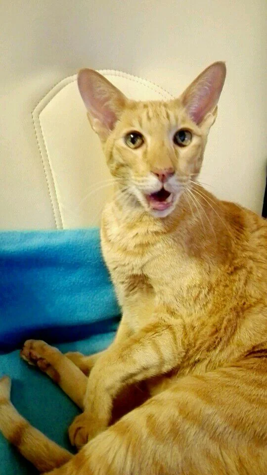 Caught a signal from space - My, Oriental cats, cat, Redheads, Sight