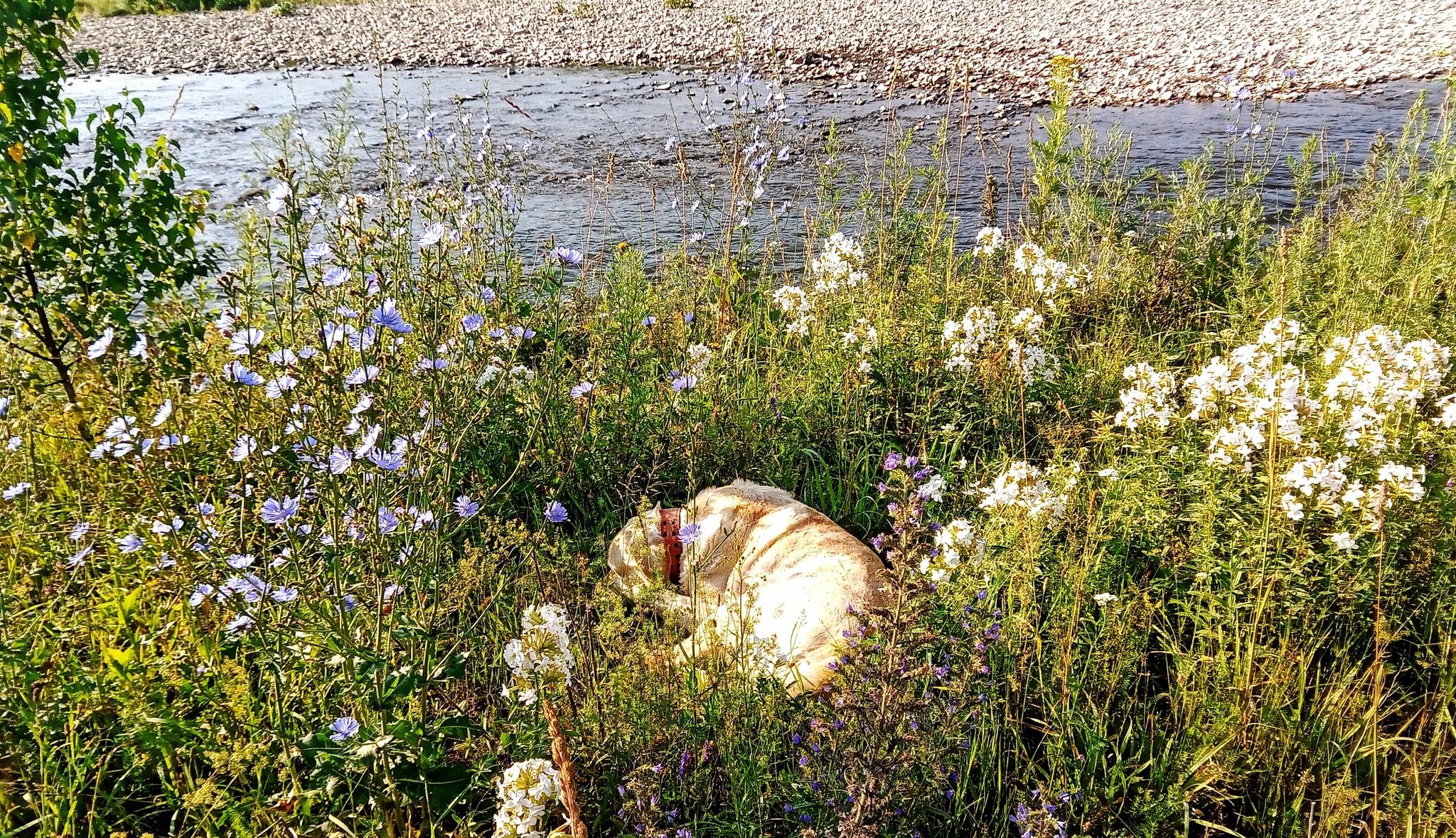 Morning hyrrrr in the meadow - My, Dog, Labrador, Meadow, Flowers, Summer, River, Longpost