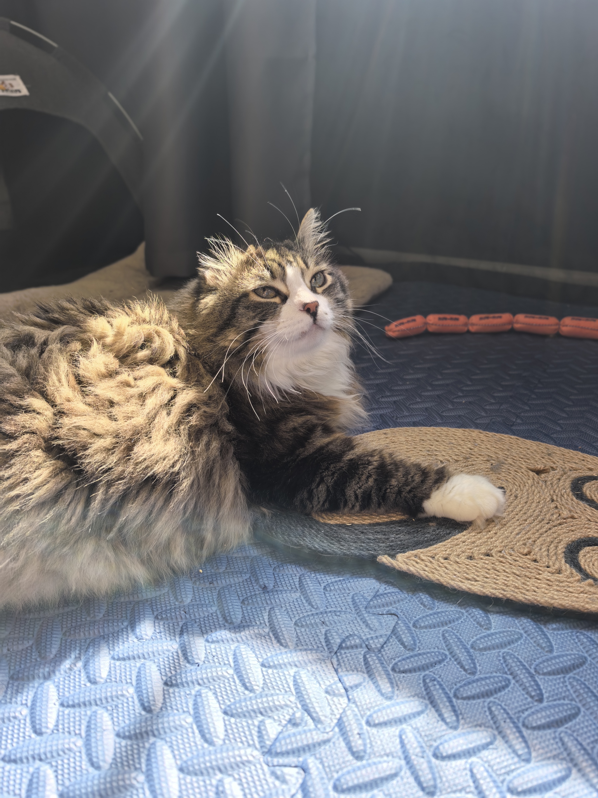 Good morning - My, cat, A gun, Hill