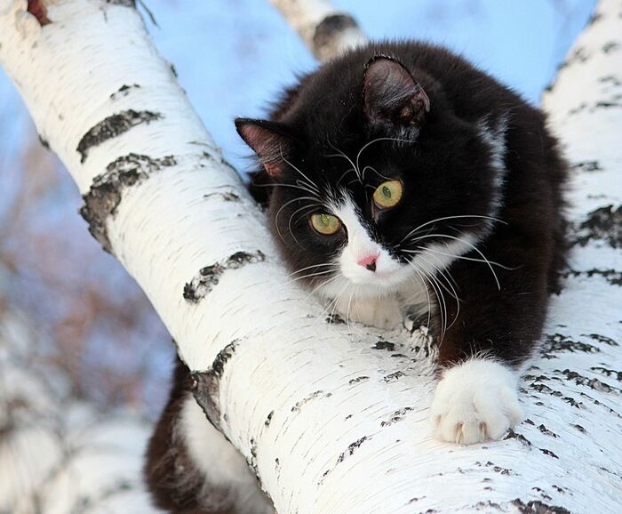 Кот на берёзе