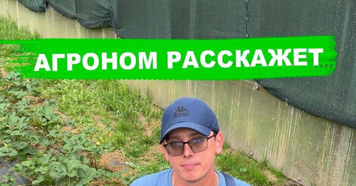 Надо ли убирать усы на клубнике? - Моё, Сад, Растениеводство, Садоводство, Растения, Клубника (растение), Земляника, Видео, Rutube, Короткие видео