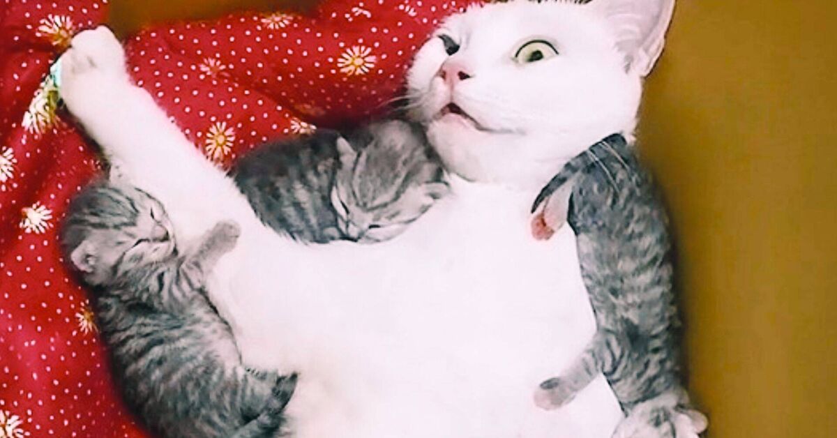 THE FUNNIEST ANIMALS OF 2026: CAT Pranks, FUNNY CATS, FUNNY VIDEOS - Humor, Animals, cat, Video, Rutube