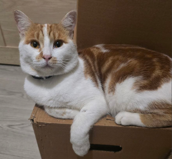 И таким вальяжным котаном стало