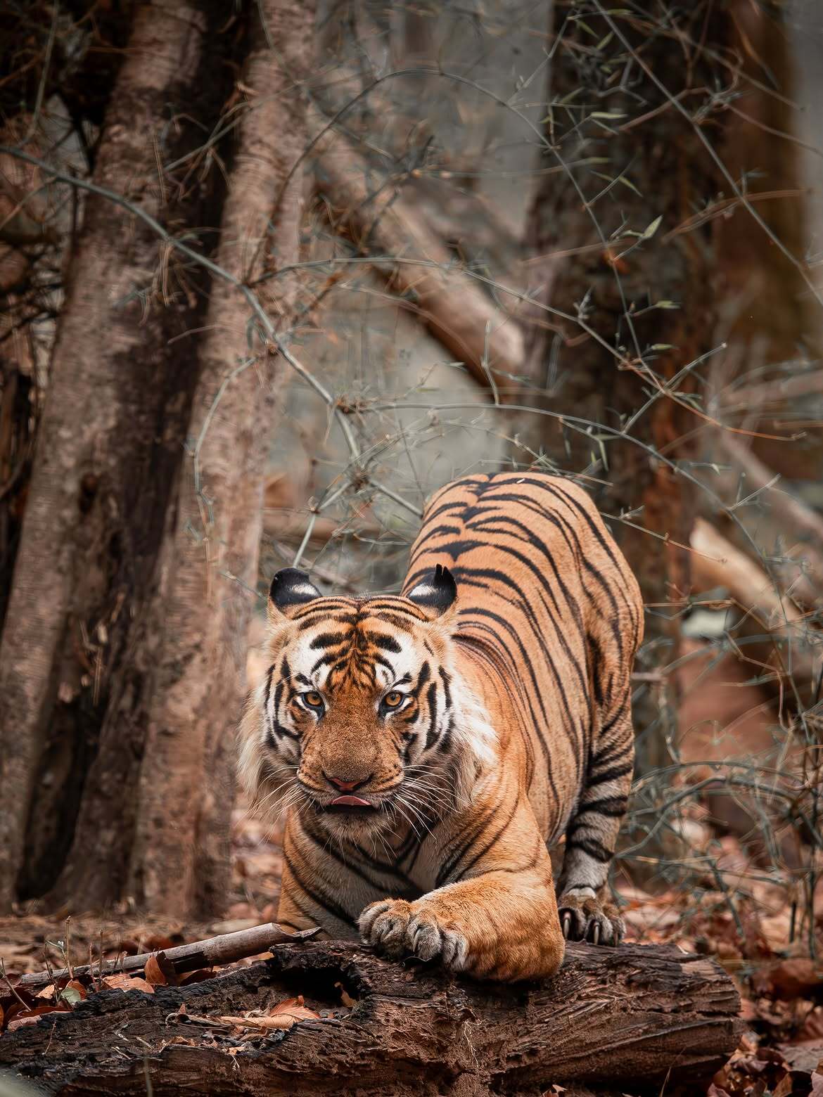 A big cat needs a big scratching post - Series Tigers, Bengal tiger, Tiger, Big cats, Cat family, Predatory animals, Wild animals, wildlife, National park, India, Log, Mlem, The photo
