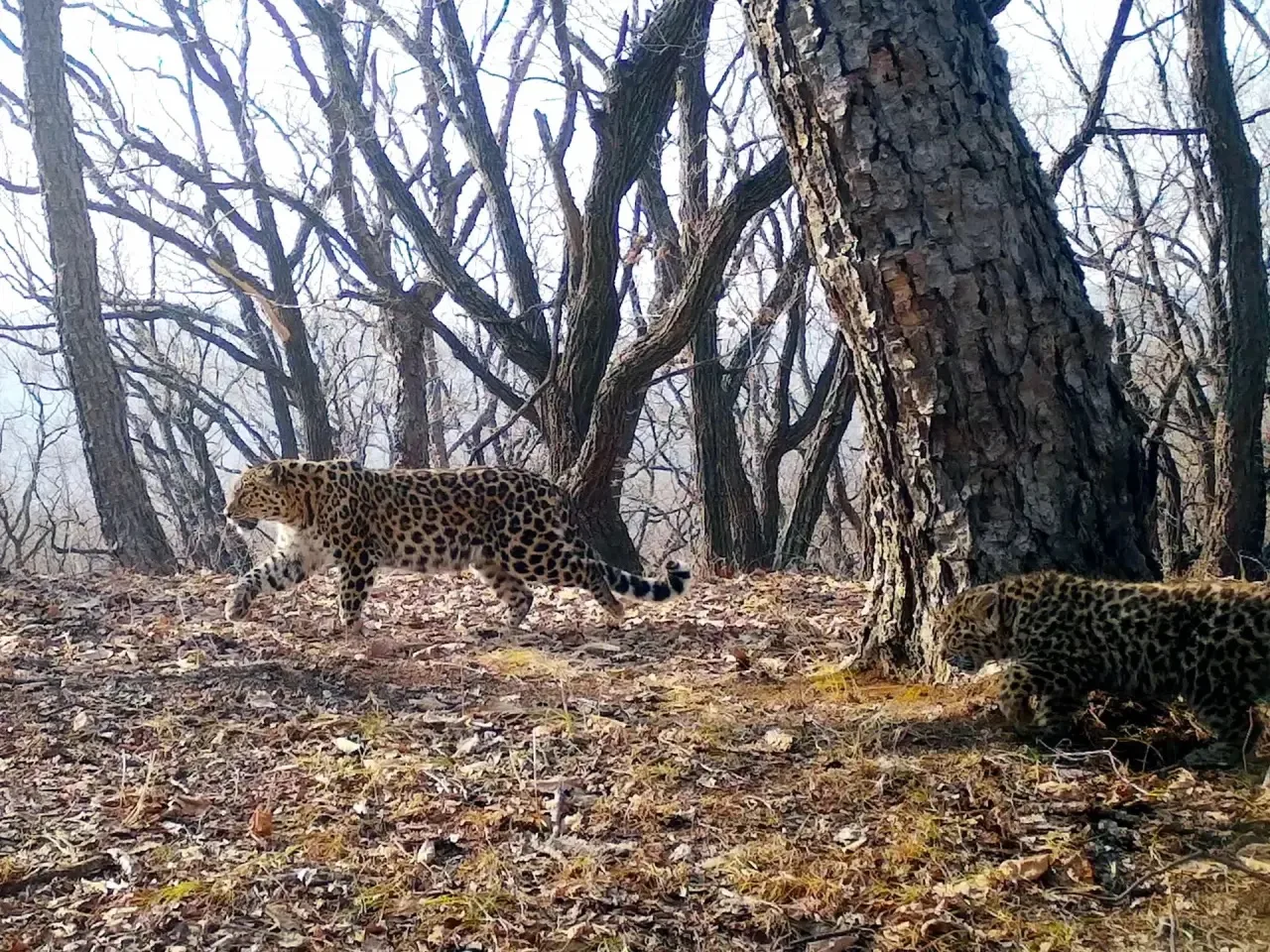 The sweetest - Series Far Eastern leopard, Far Eastern leopard, Young, Leopard, National park, Land of the Leopard, Primorsky Krai, wildlife, Predatory animals, Phototrap, Wild animals, Cat family, Big cats, MAX messenger (link), Longpost