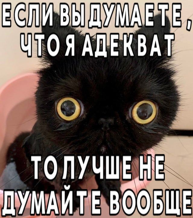 Котик
