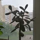 Аватар пользователя botanica72